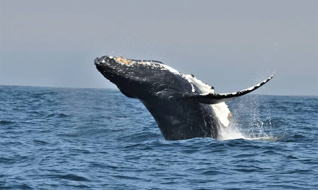That&rsquo;s a wrap!

Our 2020 whale watching season has ended with great success. 
We&nbsp;want to thank our amazing zodiac Captains Matt &amp; Sarah from @orcaspiritvic!

A tour with them&nbsp;allows you to step off the beaten path and experience t