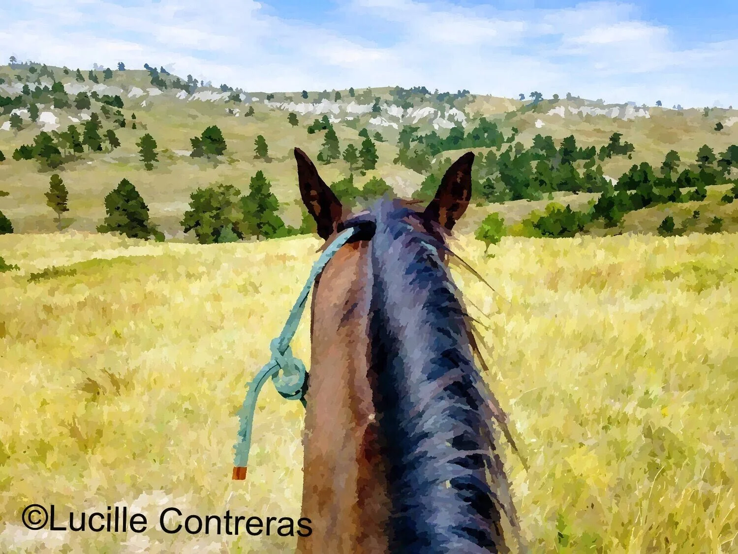 View From Midnight Run’s Back, Part of the Horse Spirit Society https://horsespiritsociety.org/