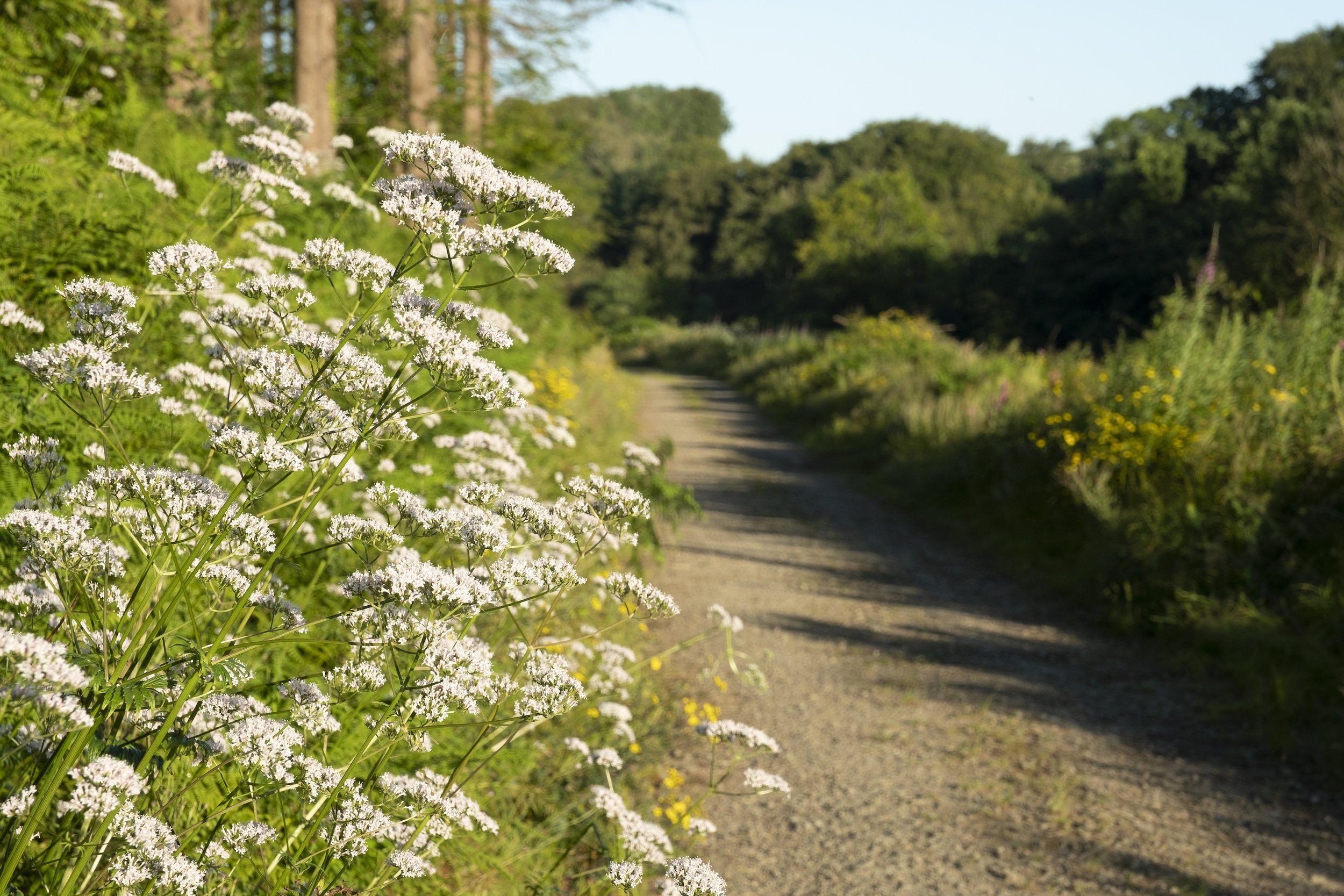 High Wood, Liskeard - 20220715-18.jpg