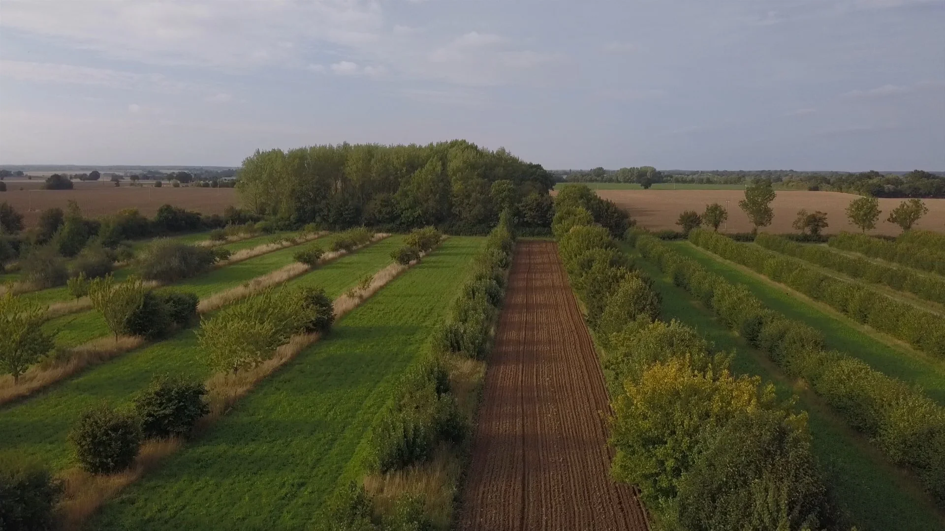 Agroforestry Our Favourite Examples — Protect Earth