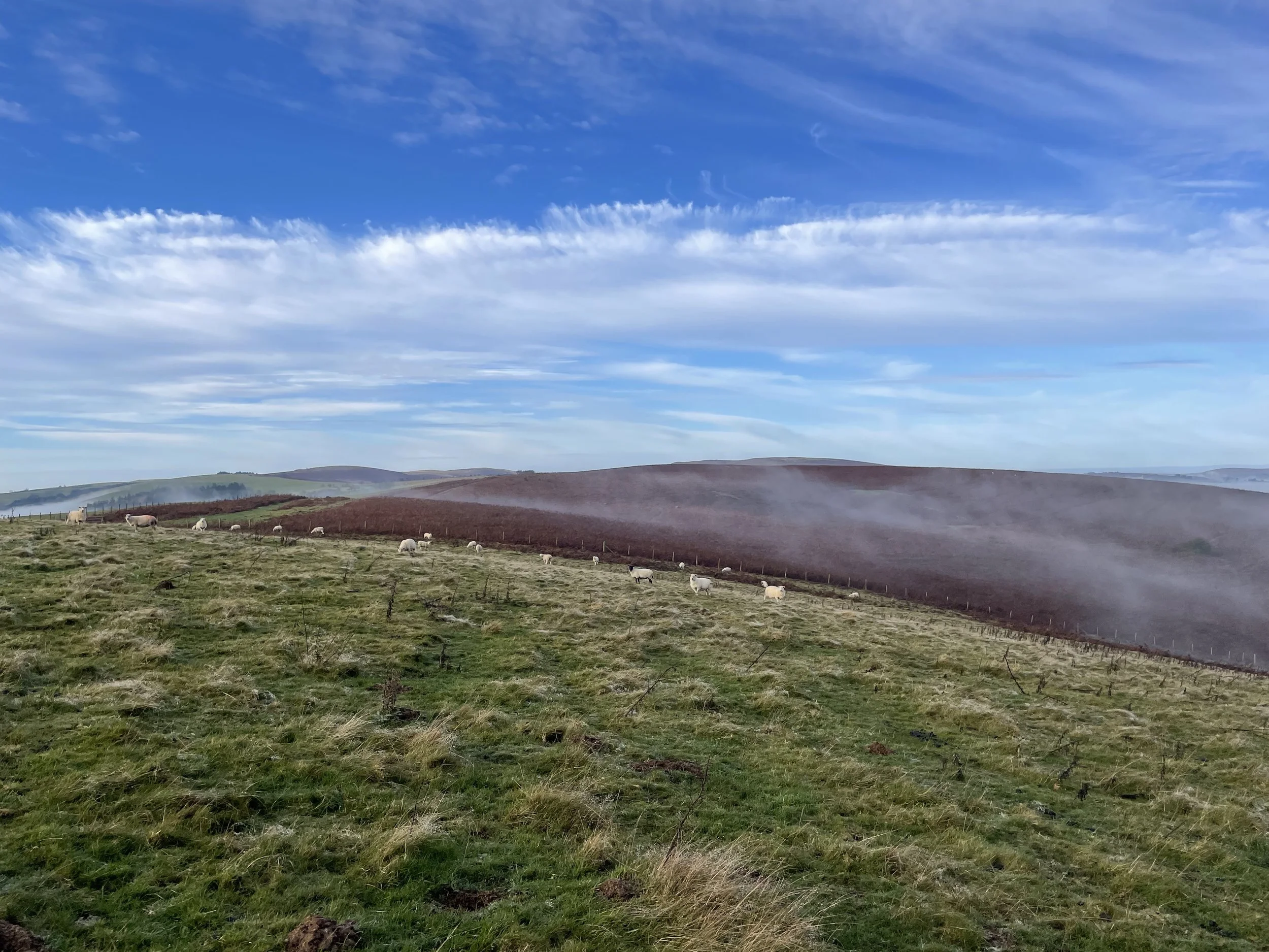 Goytre Wood, Powys proposal — Protect Earth