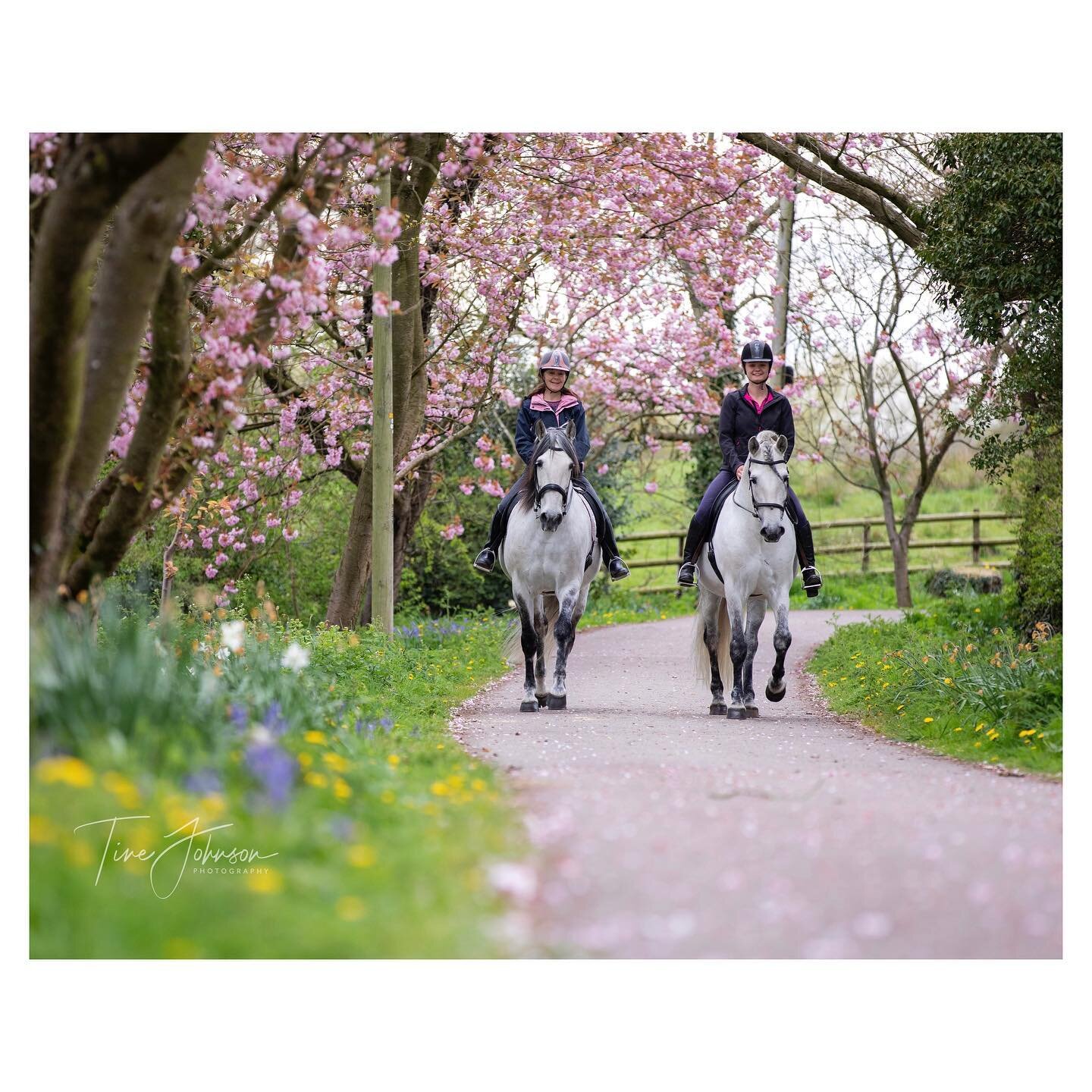 Hedges are slowing turning green and lots of trees are starting to turn pink! 🌸 
Not just great for enjoying a hack but also beautiful time to capture your horse!☀️ 

#spring #photoshoot #horse #cheshire #equinephotography #pinkblossom #horsephotogr