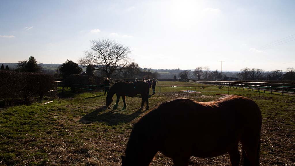 Horse-Collage.jpg