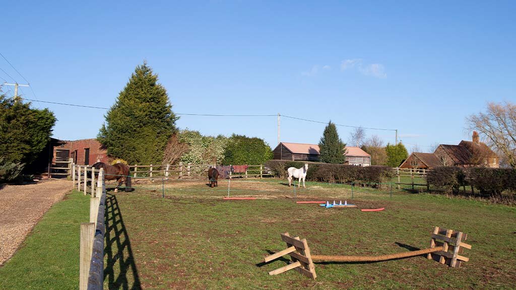Horse-Collage-2.jpg