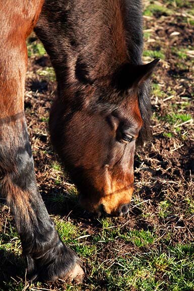 Horse-Collage-3.jpg