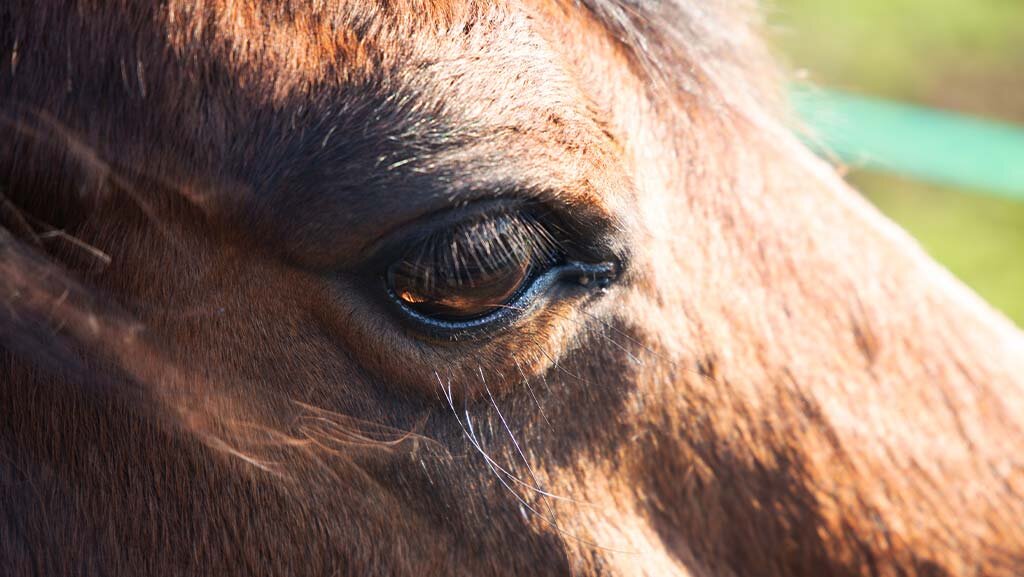 Horse-Collage-4.jpg