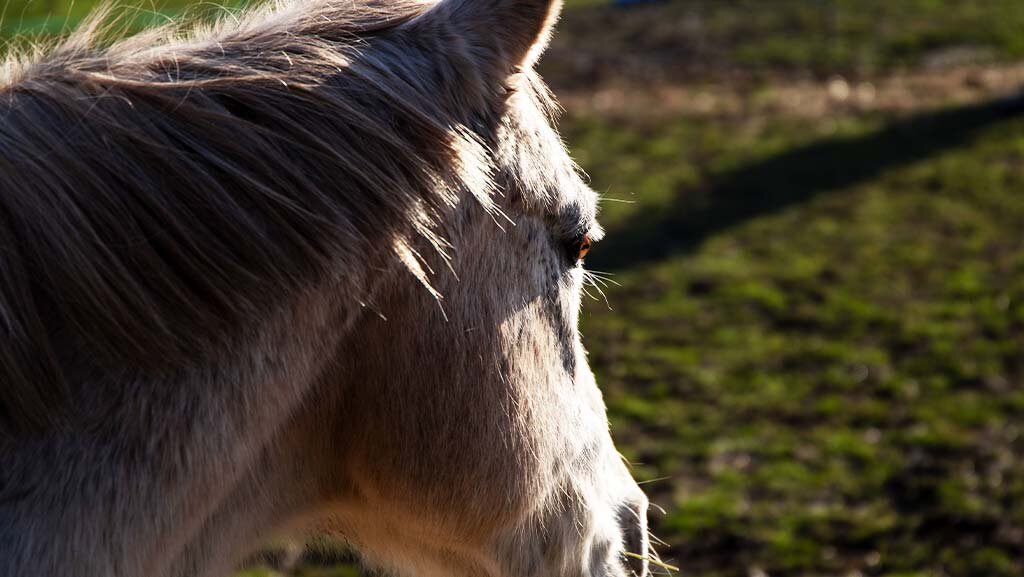 Horse-Collage-5.jpg