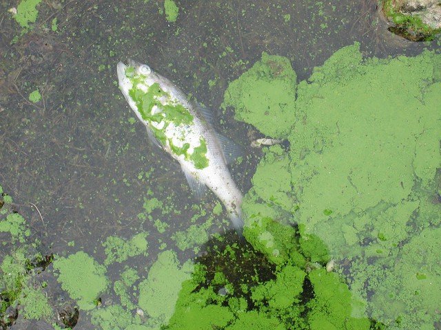 Eutrophication and Hypoxia