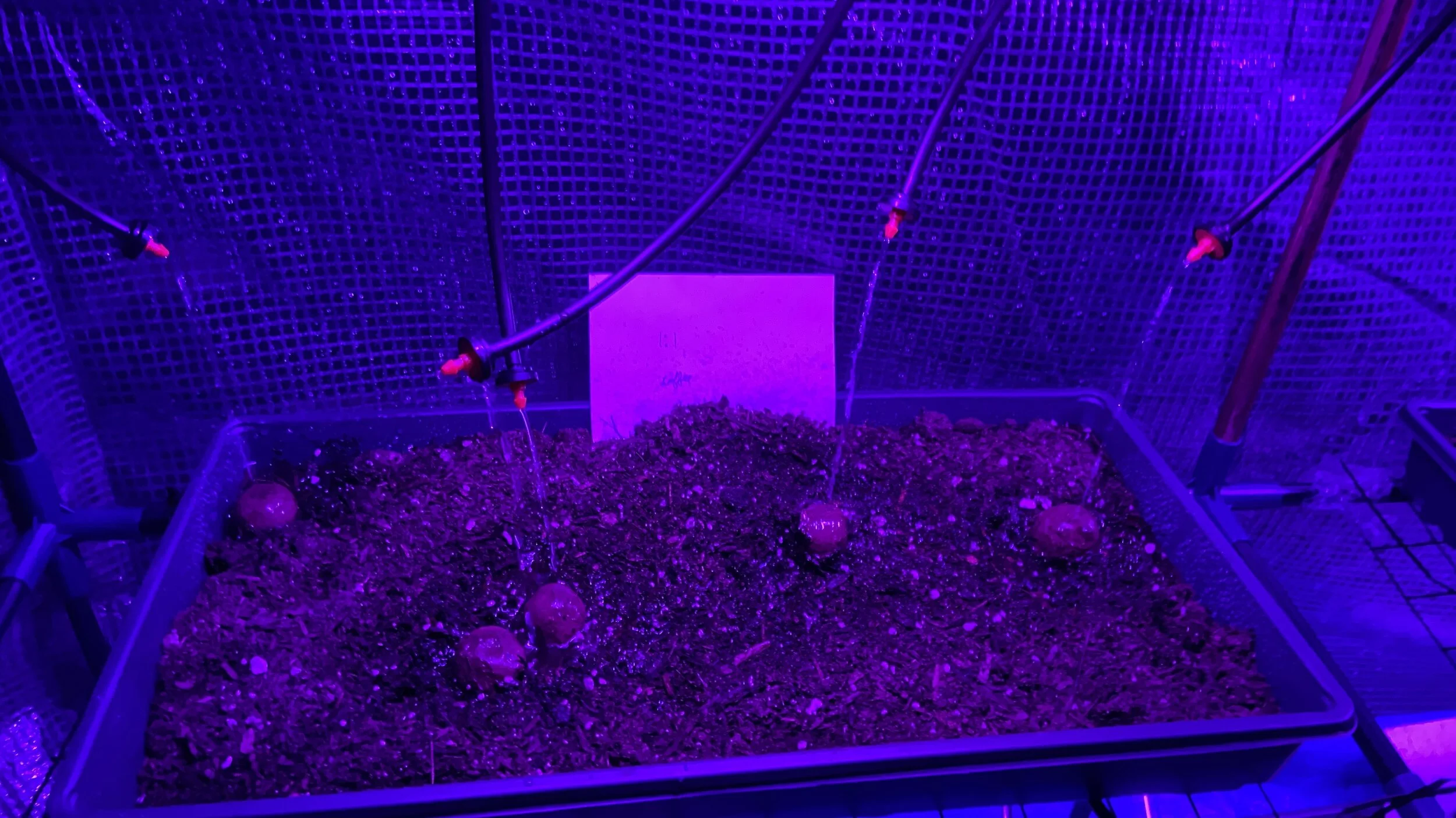 Seedball Phase 1 Testing