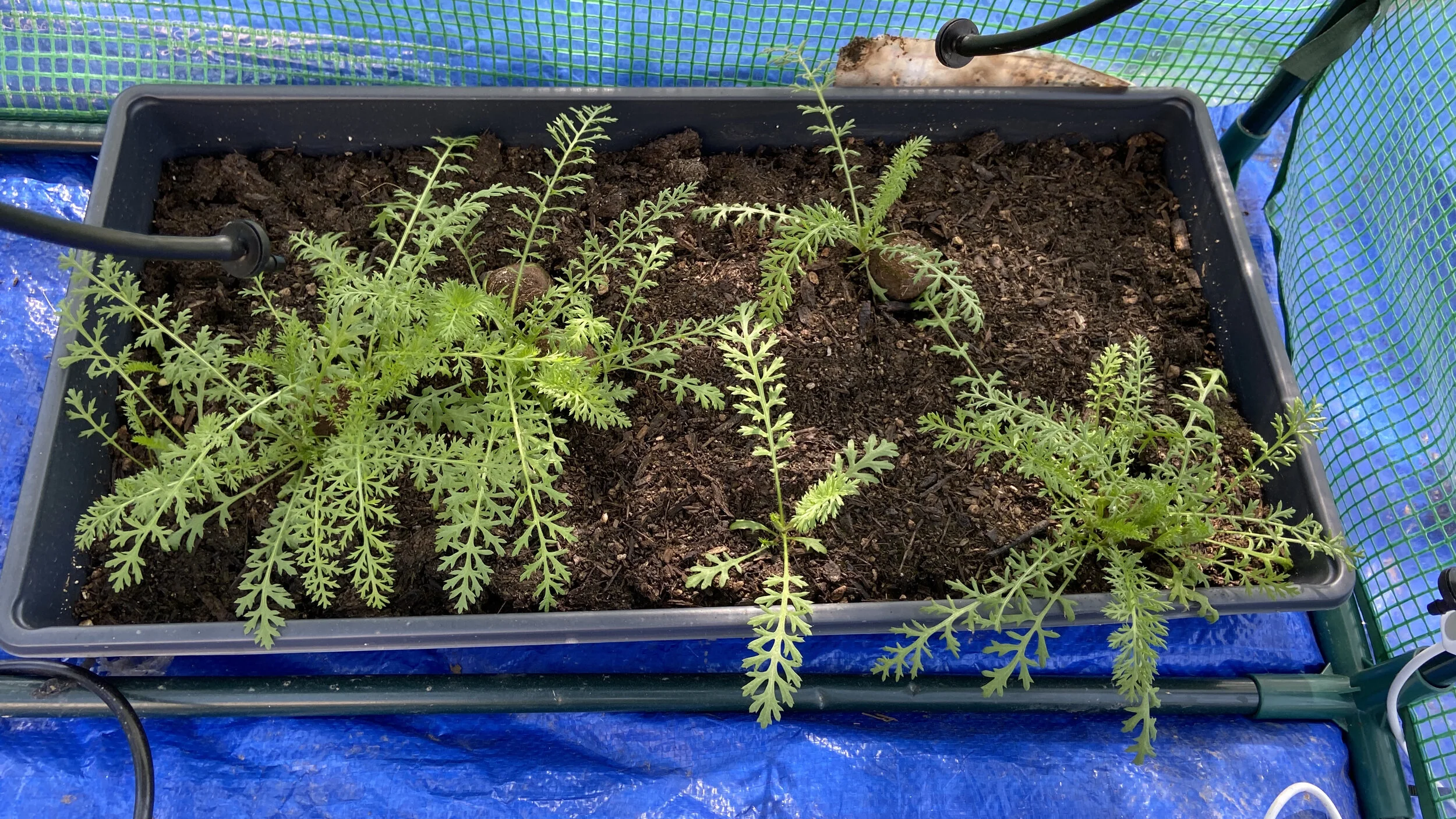 Seedball Phase 1 Testing White Yarrow 2:1