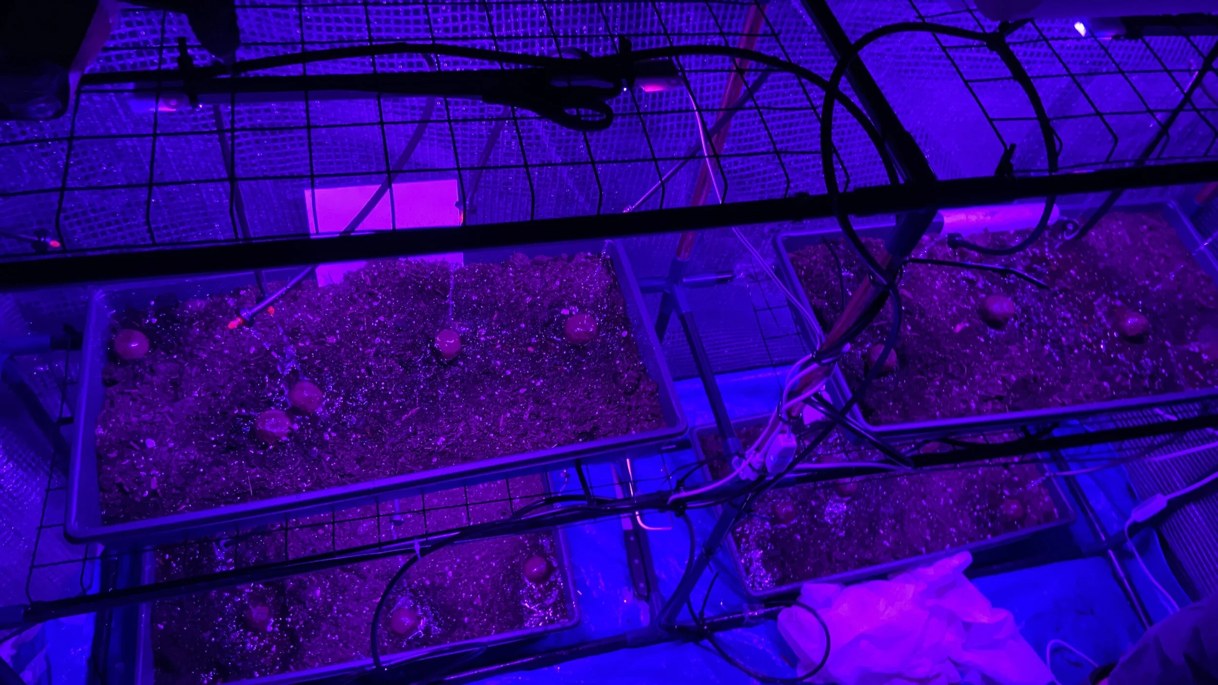 Seedball Phase 1 Testing