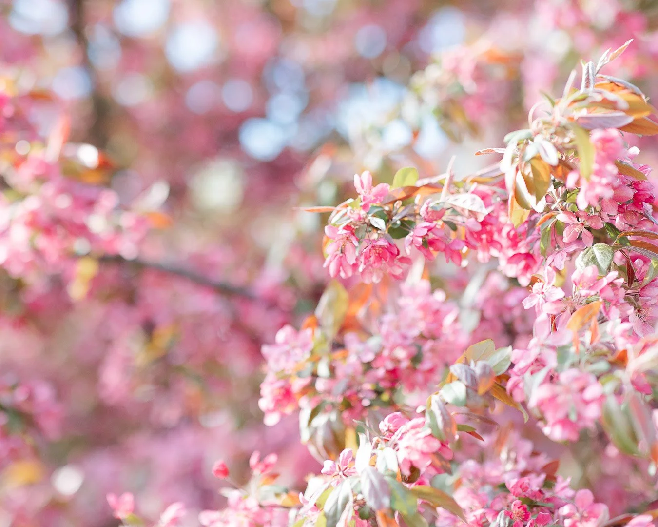 Crowder Spring 2025_CLPhotography_Chicago_IG-36.JPG