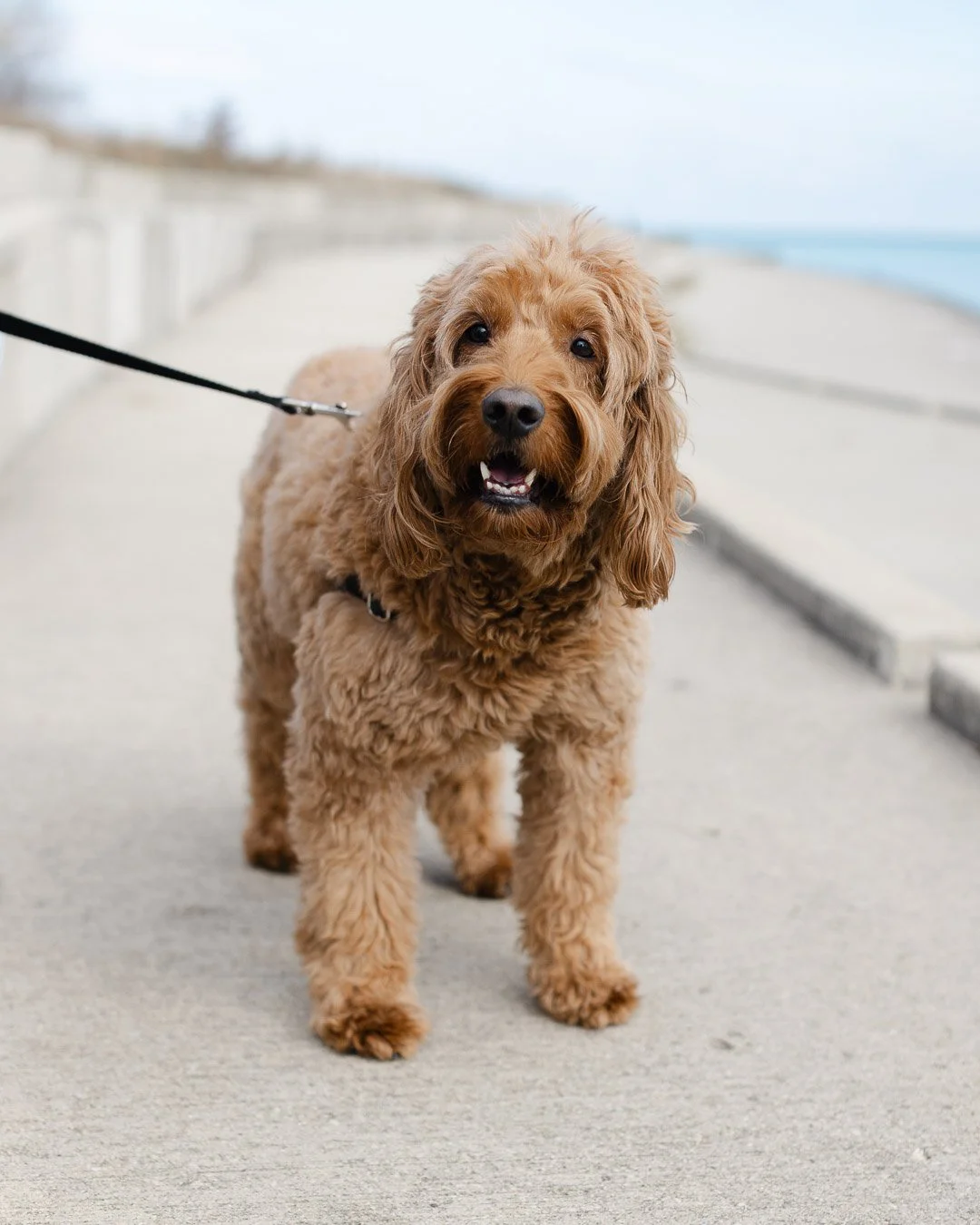 Horney Fall 2025_CLPhotography_Chicago_IG-22.JPG