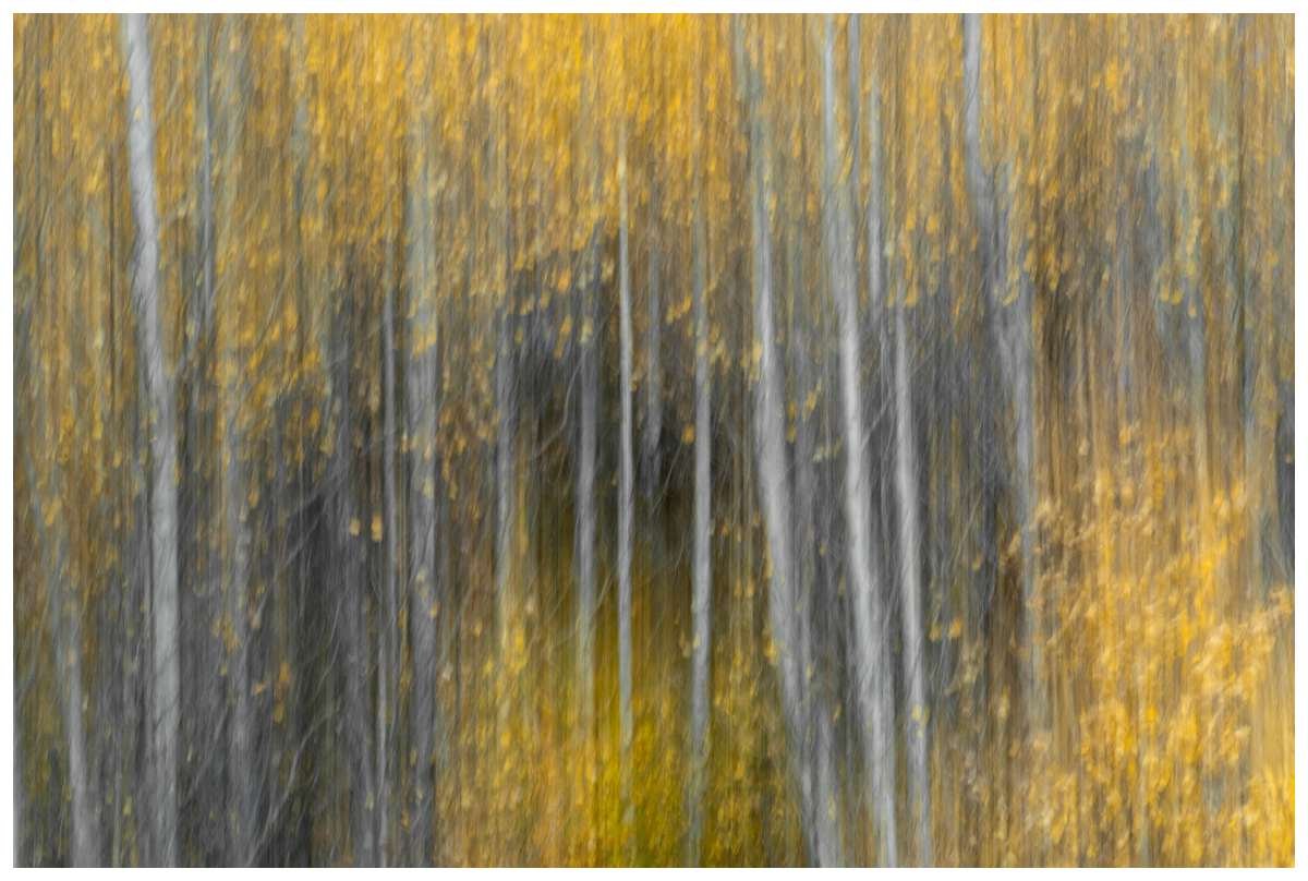 Intentional camera movement showing aspen tree trunks with yellow leaves at Grant Teton National Park