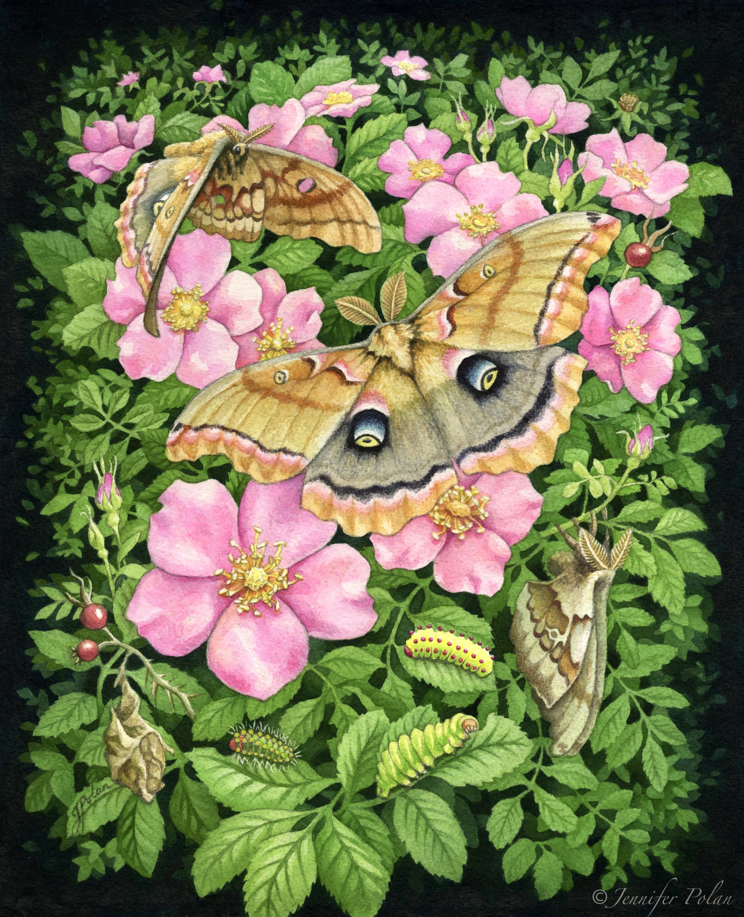  Polyphemus Moth's Rosa Carolina copyright.jpg