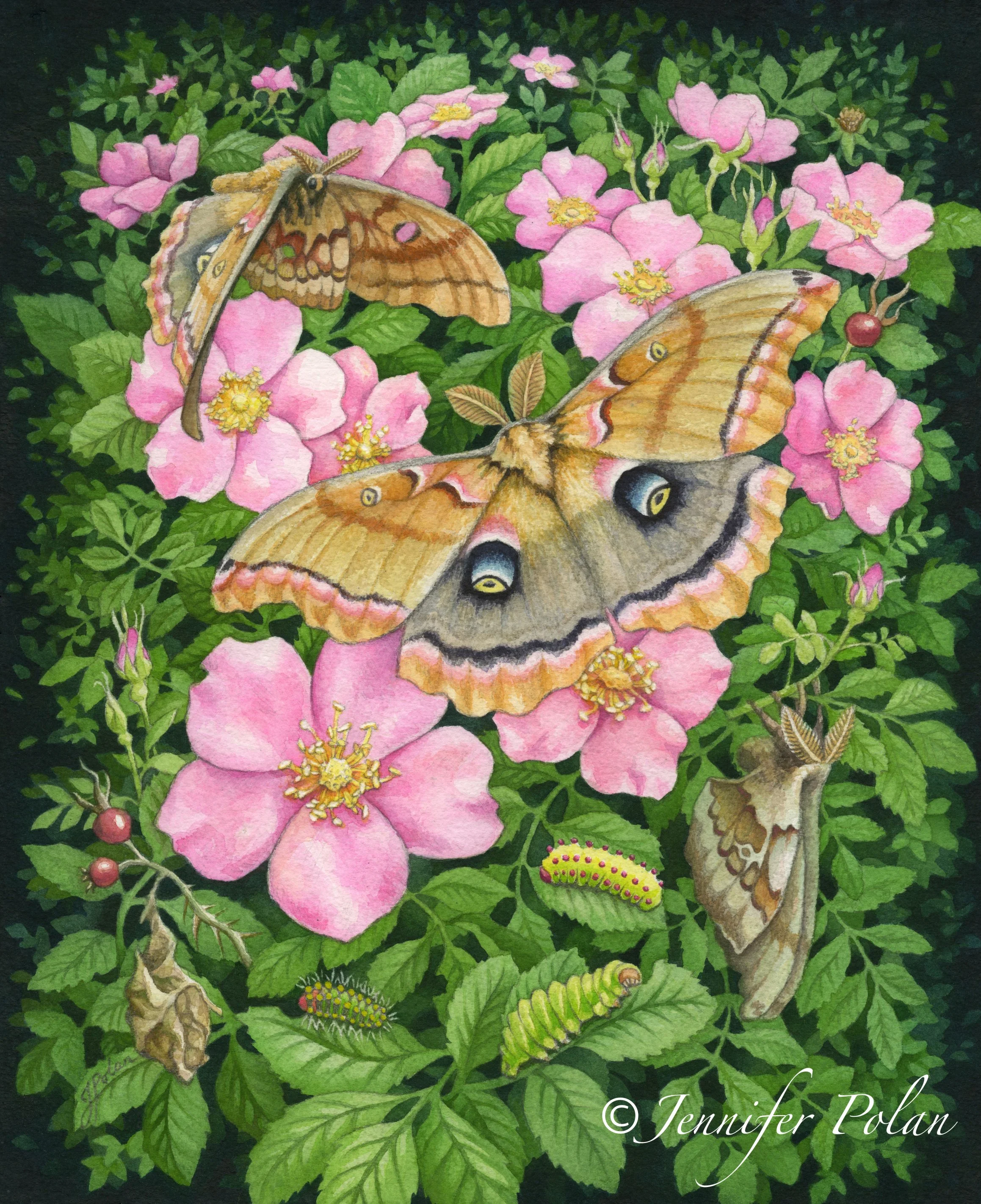 Rosa copyright.jpg