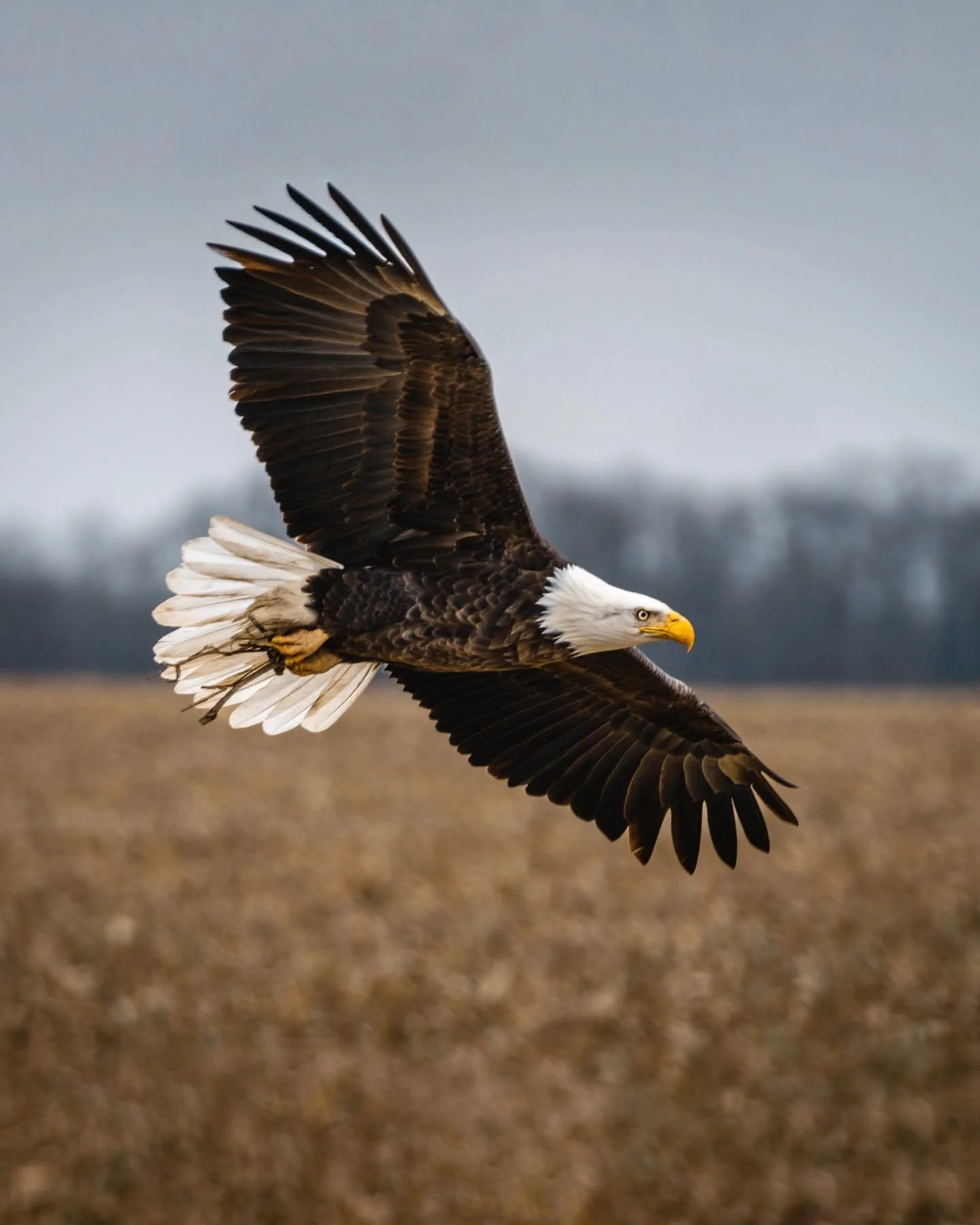 Bucket list shots for me! For years I&rsquo;ve wanted an up close shot of a bald eagle. Today this guy having some lunch along the side of the road let me close enough to capture him! 🇺🇸 #NPMedia

Sony a7iii + 70-200 2.8 GM + 2x Teleconverter &bull