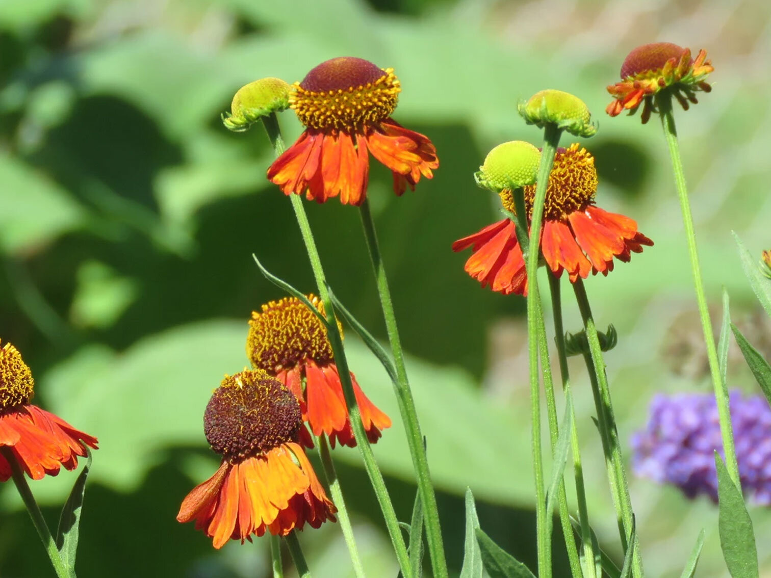 Buy Salvia Plants Online | Parker’s Perennials