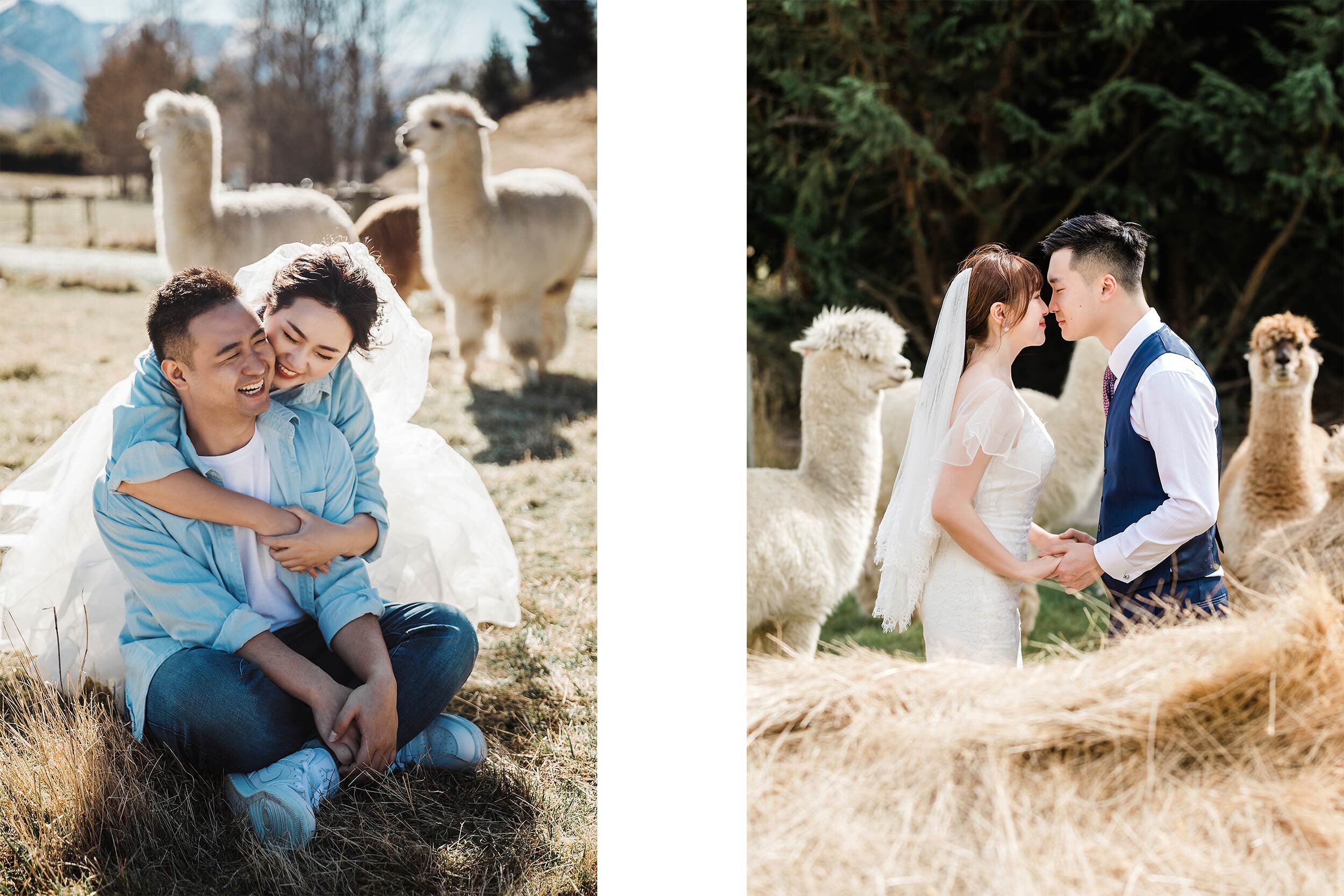 Queenstown Alpaca Wedding Photoshoot