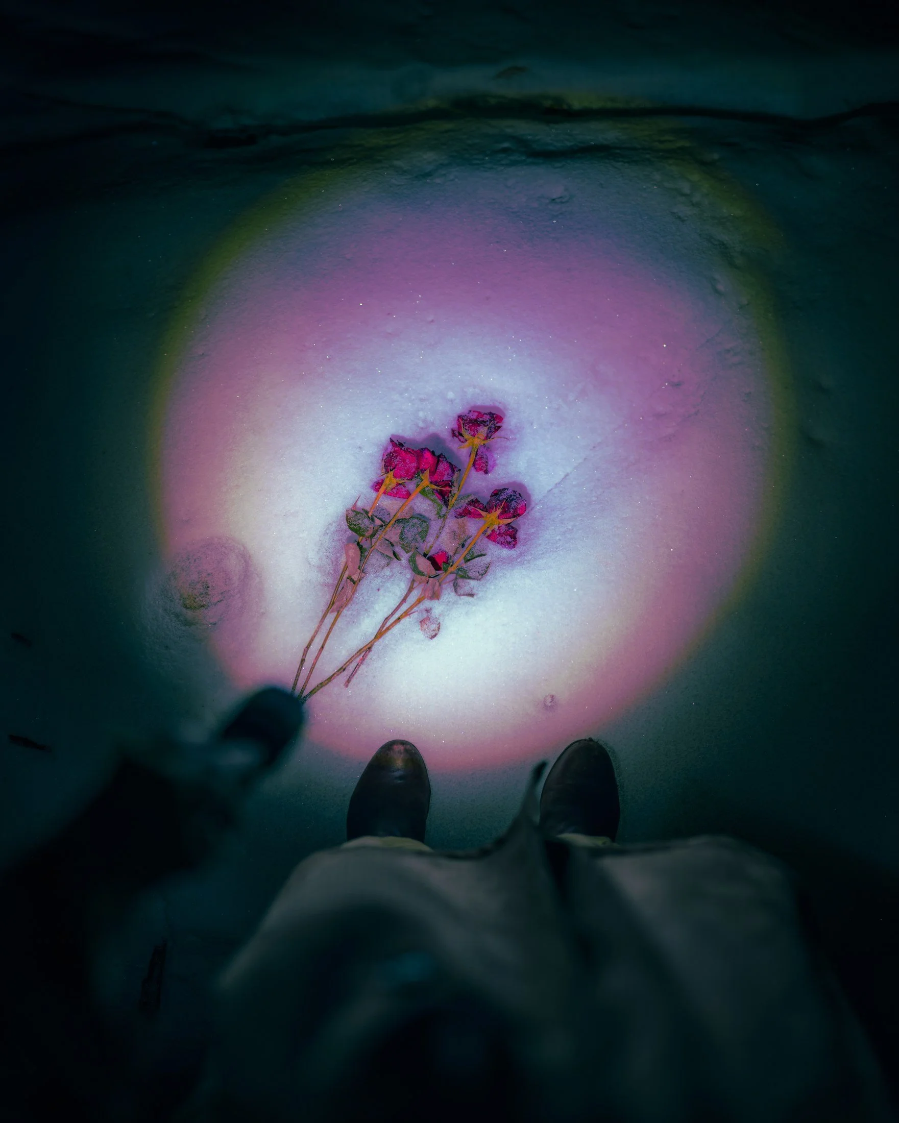 091 · (march 2026)
roses discarded, found on melting ice
