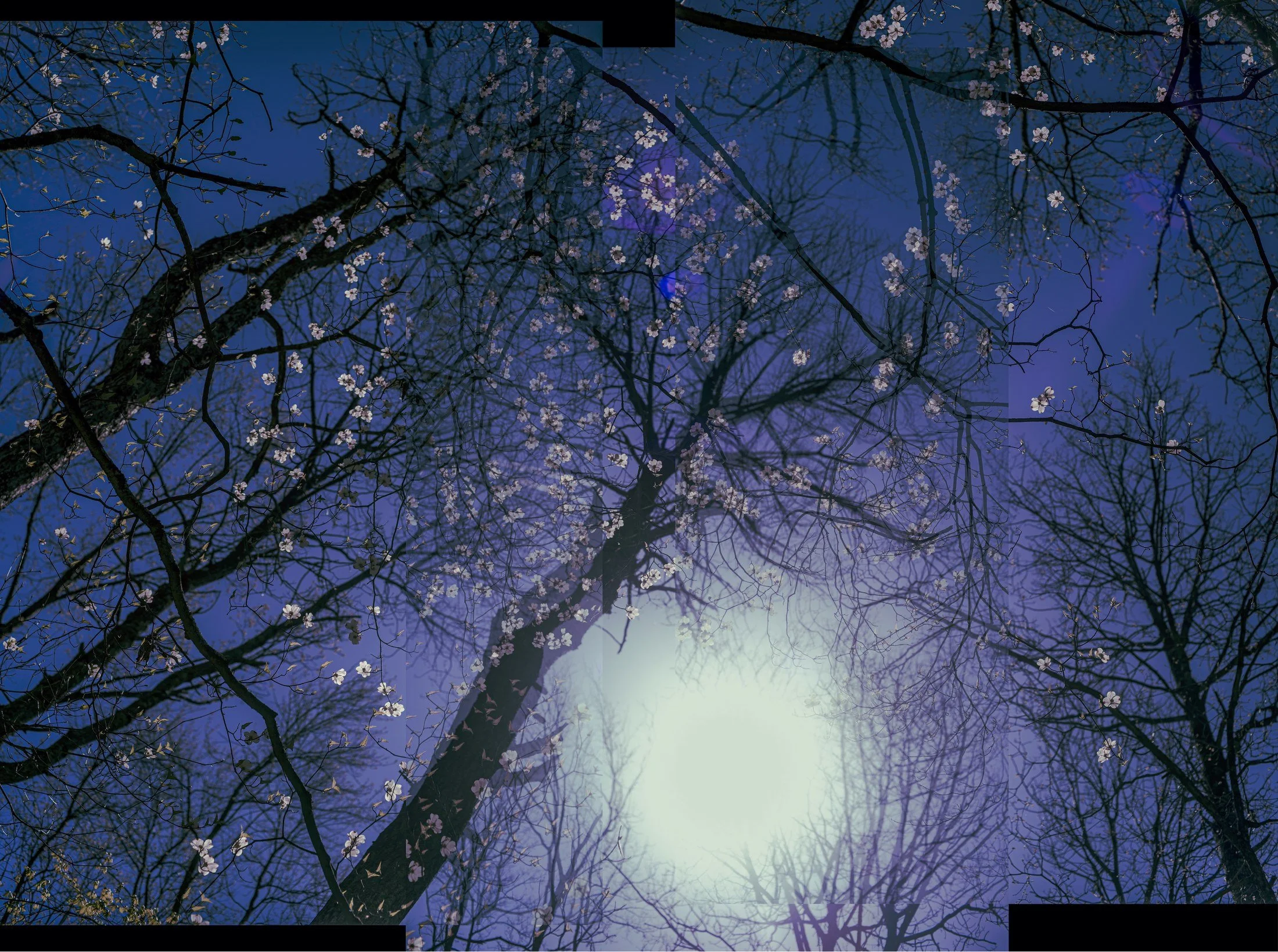 105 · (april 2026)
dogwood blossoms