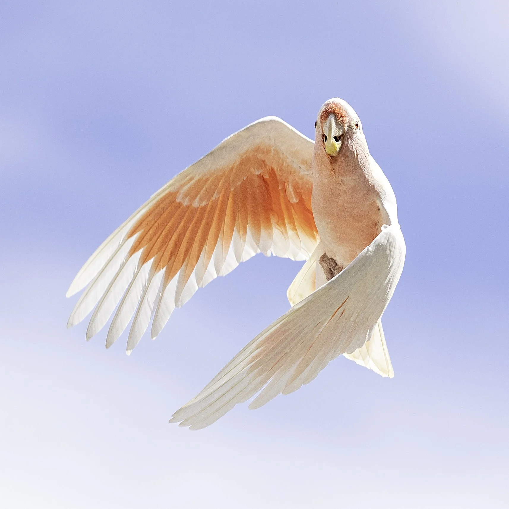 _F6I4835-Edit copya.jpg