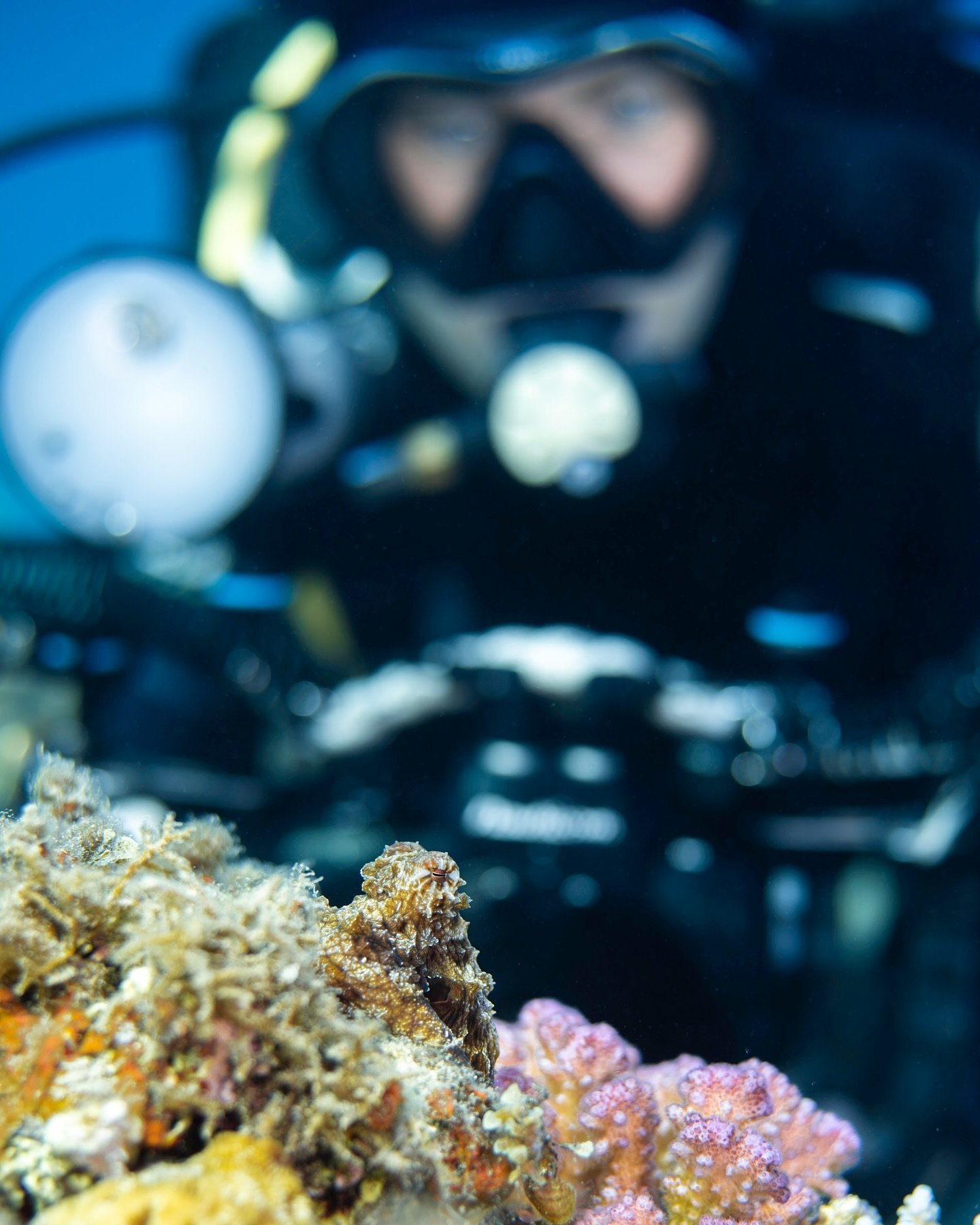 &ldquo;Who is looking at who?&rdquo;
-
During a safety stop last week, @diverjennylord  spotted this tiny juvenile Day Octopus wondering around the reef, looking for a snack. He stayed well over 20min with us, just playing around and showing off! You