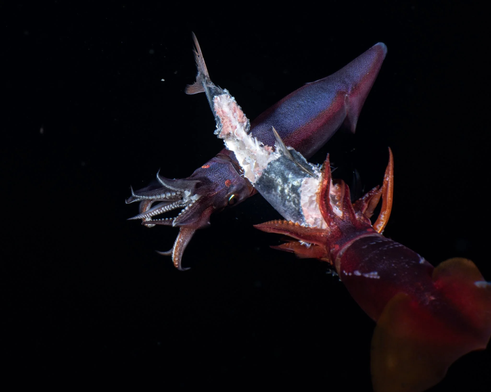 &ldquo;Release the Kraken!&rdquo;
-
During a dive in Manado Bay, I was very focused shooting a tiny pelagic nudibranch and suddently I felt like someone punched me in the ribs: a fish hit me so hard it gave me a bruise! Unfortunately for the fish, it