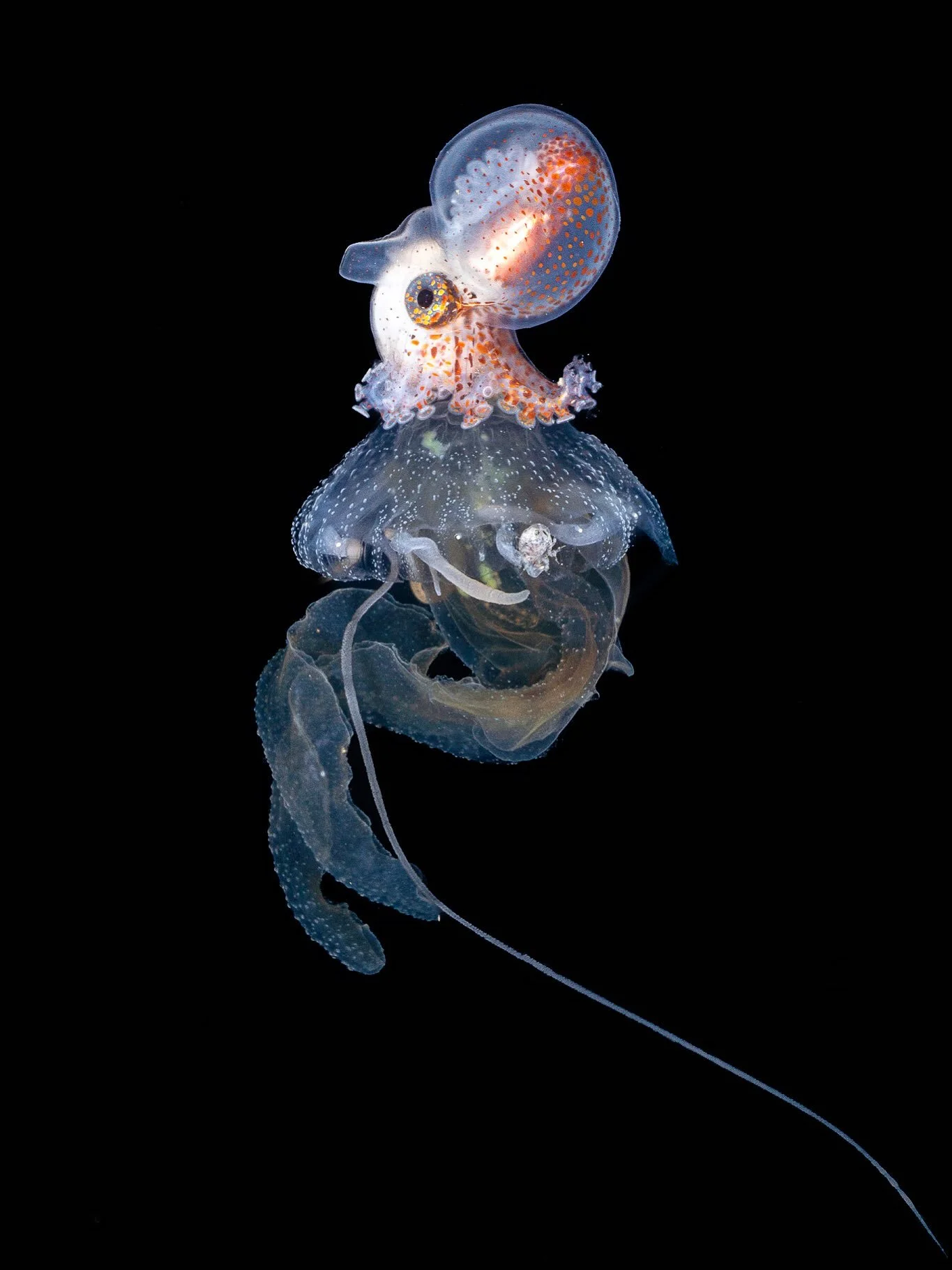 &ldquo;What about the boys?&rdquo;
-
Most of the pictures of Paper Nautilus that you will see will feature a female, as they are the only ones that have this cool and very unique hard external shell.  Males sometimes can be confusing with other juven