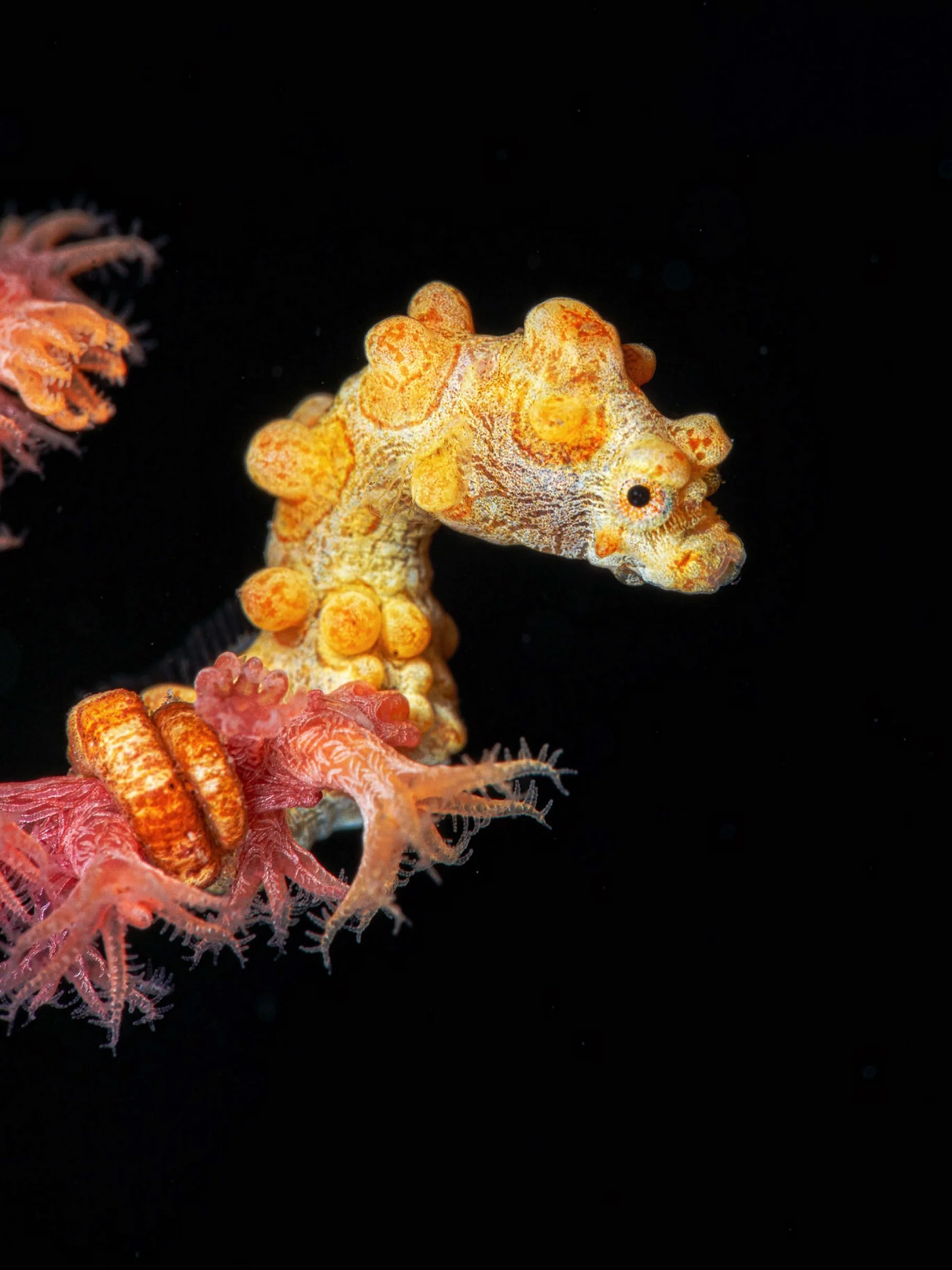 &ldquo;Tiny Teeny&rdquo;
-
Pigmy Seahorses are definetly one of the most challenging subjects to shoot in the Indo-Pacific: their size and capability to mimic the corals they live on already make them hard to shoot, but they also wiggle and aboid the