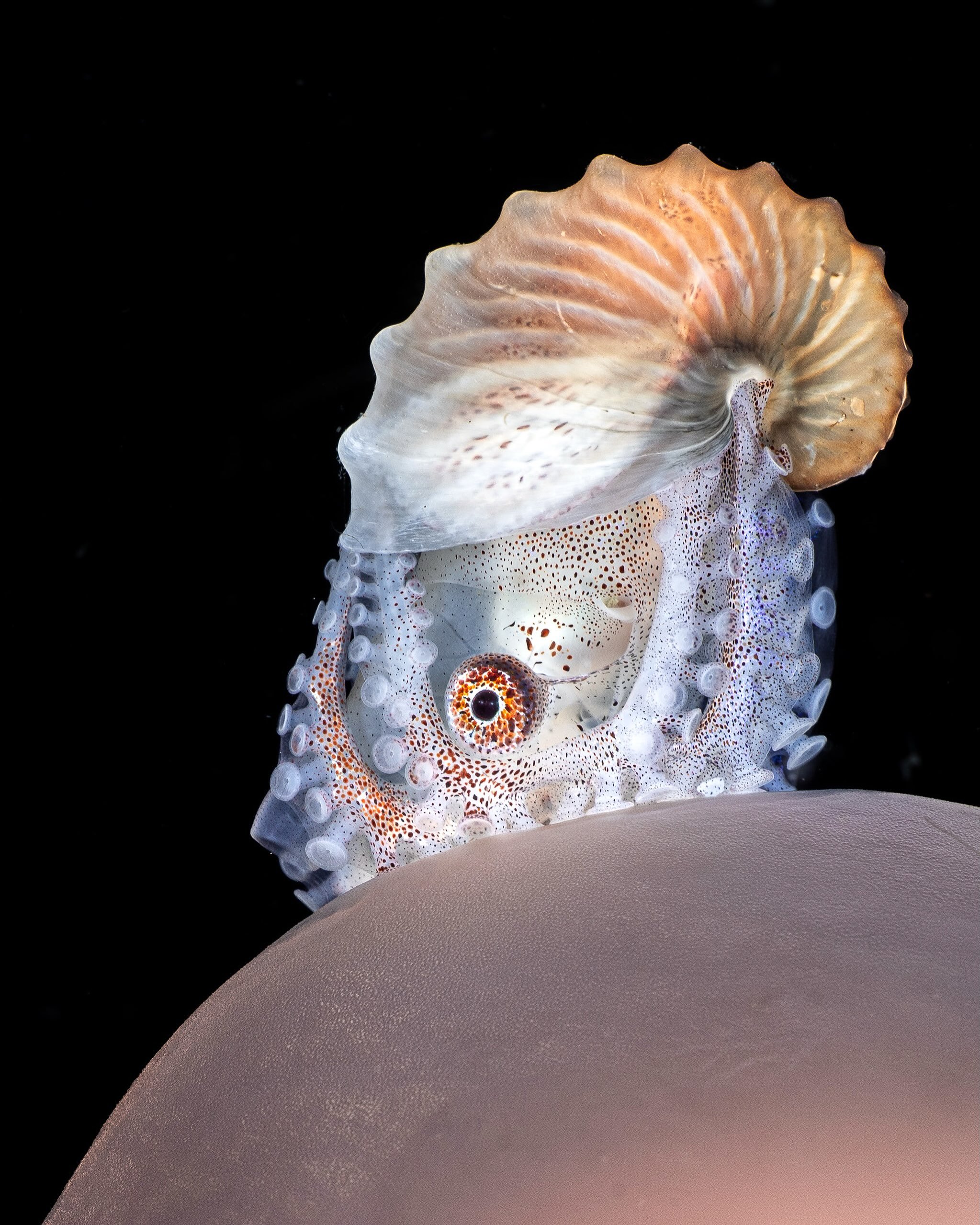 &ldquo;Close Up in the Middle of the Sea&rdquo;
-
The open ocean is vastest desert on Earth: it is very wide spread and very affected by weather and the elements, so chances of finding something cool is like finding a needle in a hay stack. But once 