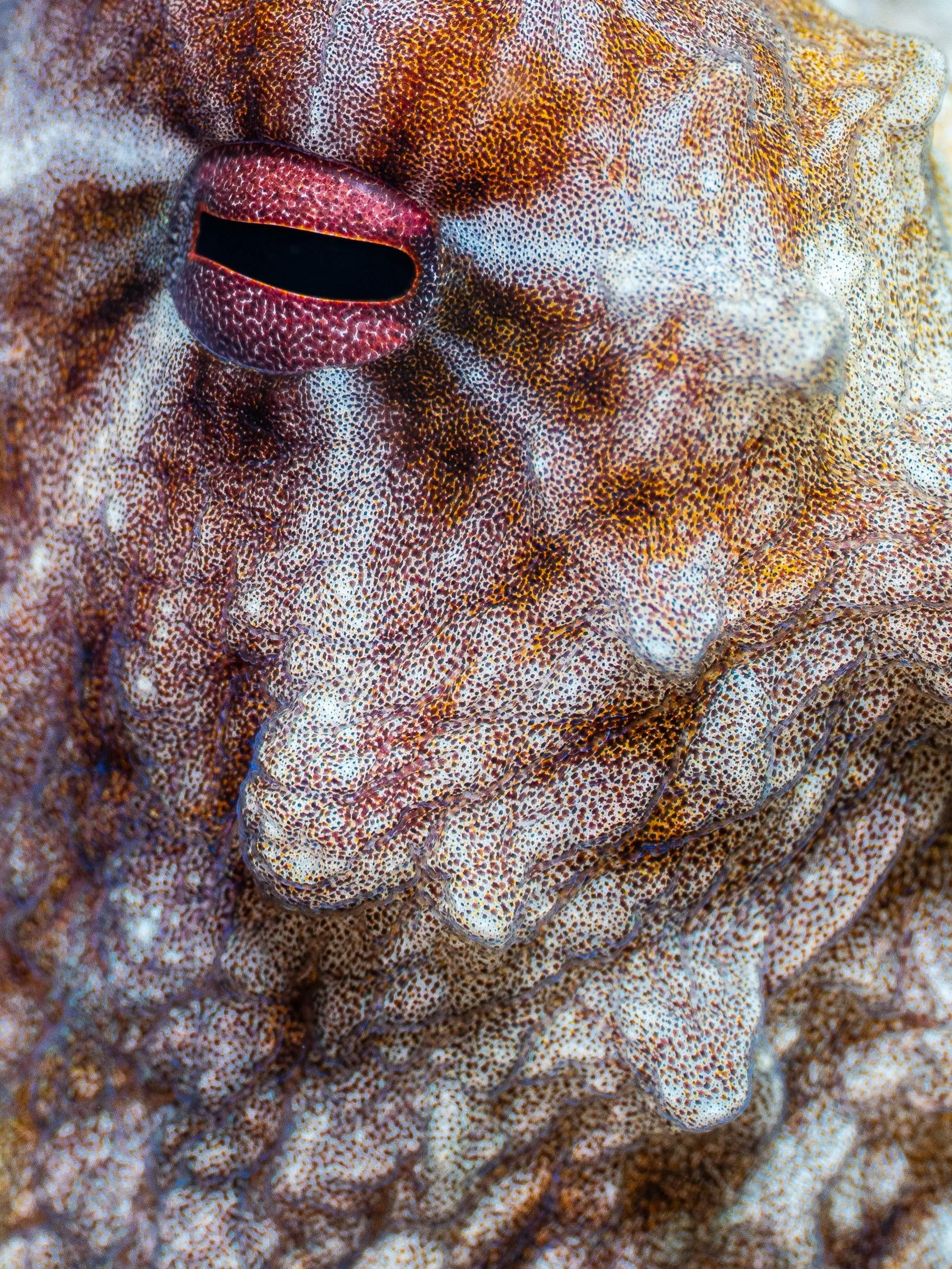 &ldquo;Who&rsquo;s looking at Who?&rdquo;
-
While on my safety stop right under the boat, I felt like I was being observed&hellip; As I turned my head, I saw 2 eyes on a rock, staring at me. While I was taking pictures of this large Reef Octopus, it 