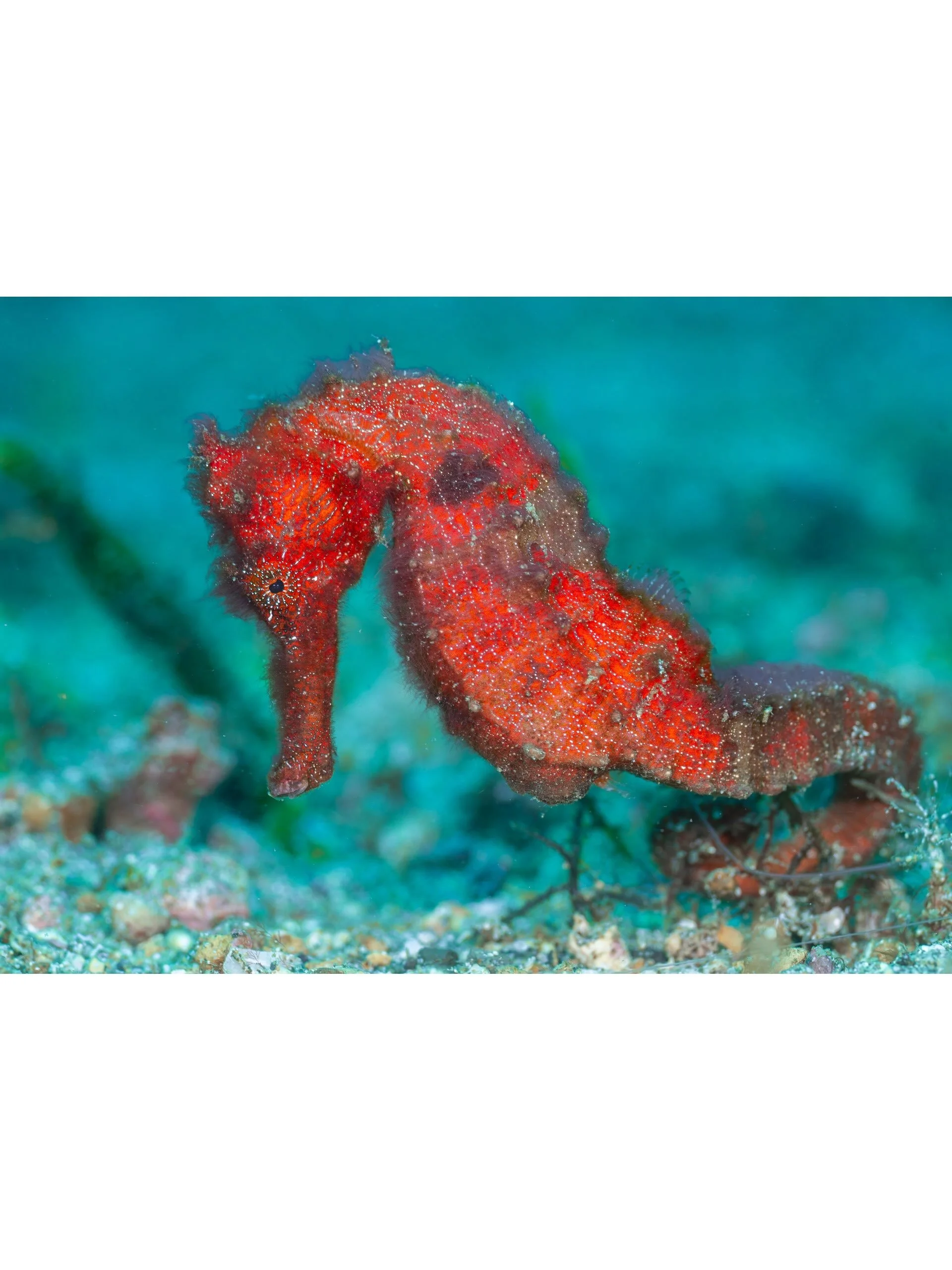 &ldquo;Horsing Around&rdquo;
-
Lembeh never ceases to surprise me: despite actively diving the Strait for 2 years, I still see things I have never seen before, such as this beautiful bright red Moluccan Seahorse, that was showing off in the middle of