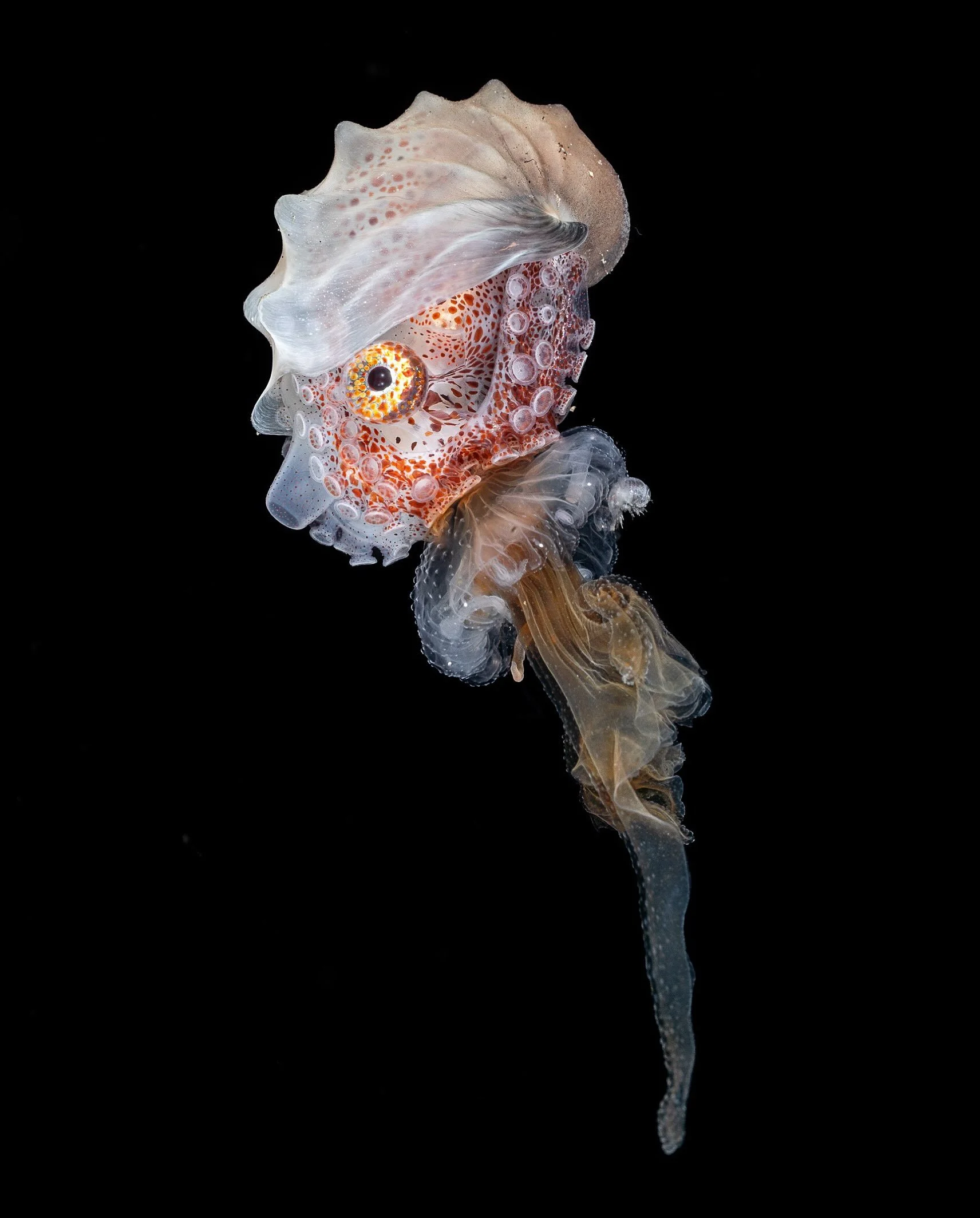 &ldquo;Visitor from Another World l&rdquo;
-
A fully grown female Paper Nautilus on a small jellyfish cruise around in the Lembeh Strait. In the next series of pictures, I will be sharing some of most beautiful ones we got lucky to witness in the las