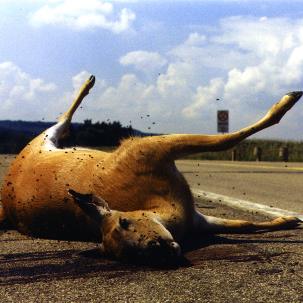 deer_harth_banner.jpg