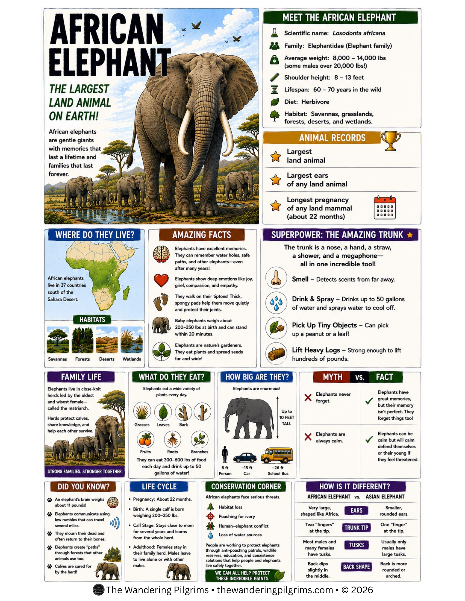 African Elephant.png