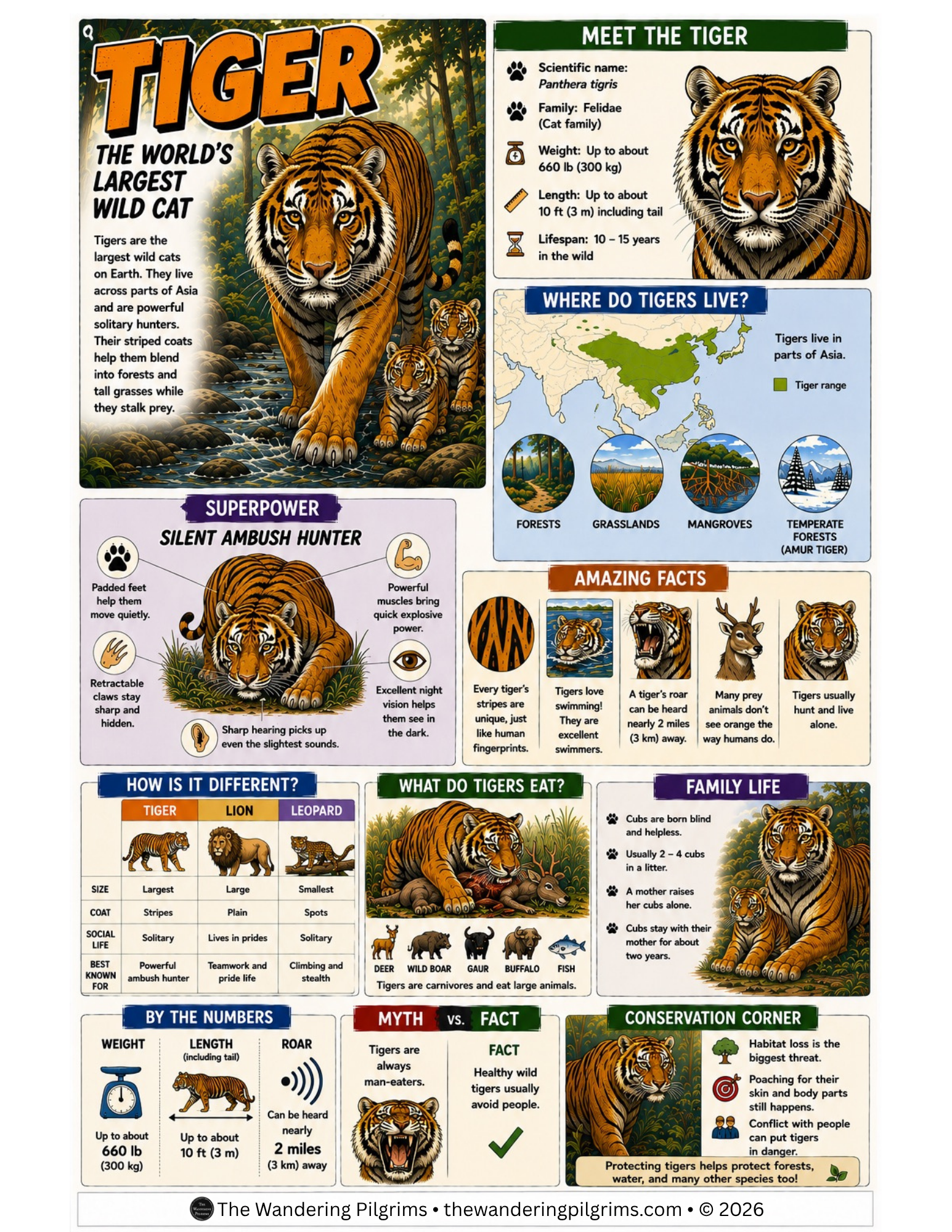 Tiger: One-Page Science Comic