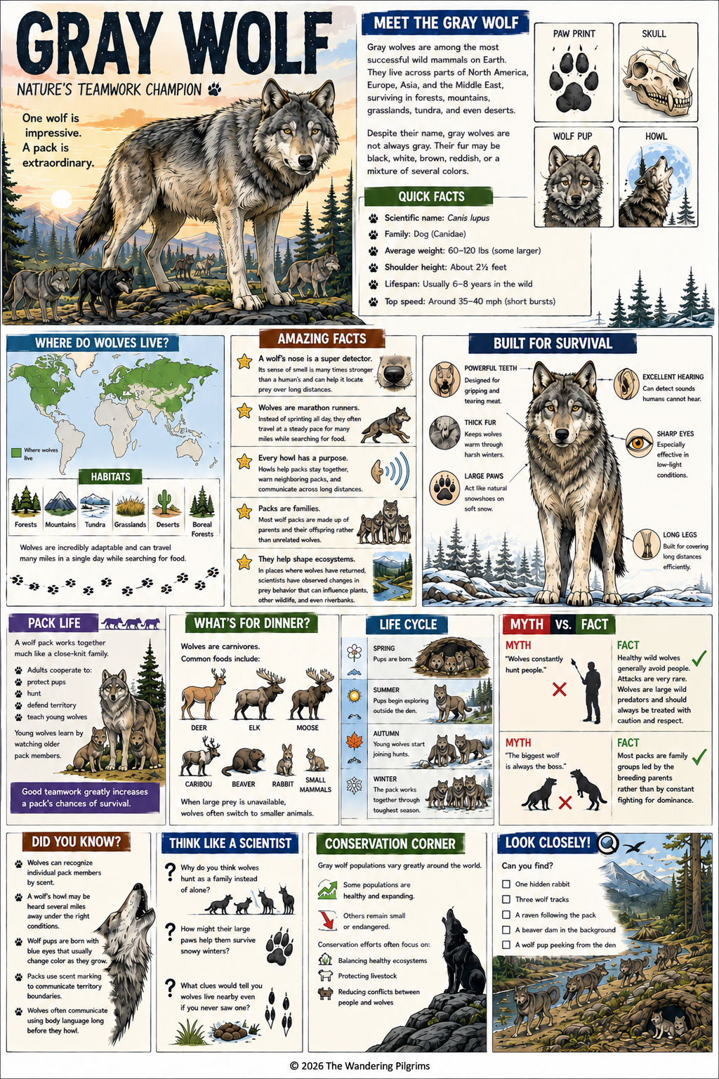 Gray Wolf: One-Page Science Comic