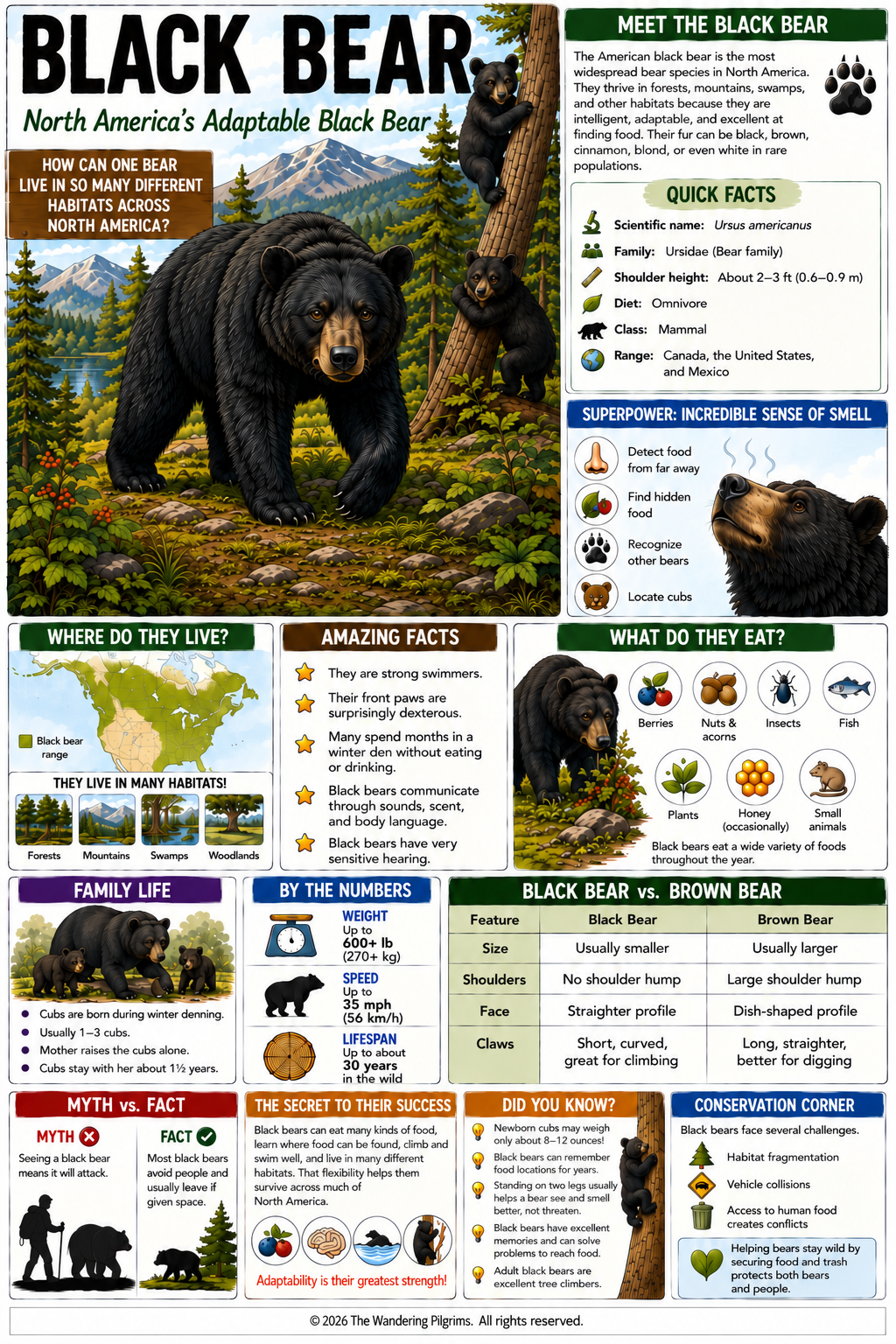 North American Black Bear