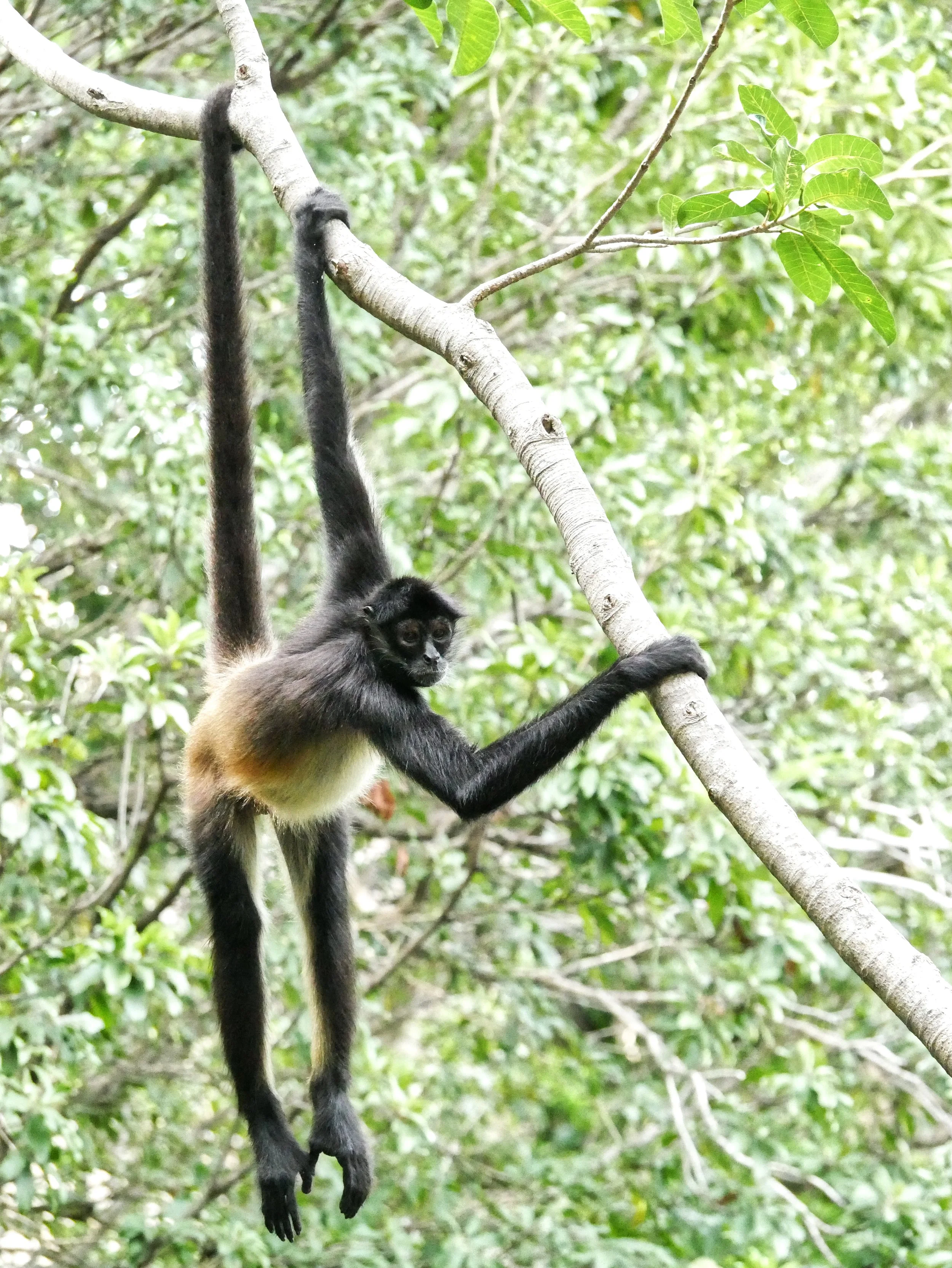 Howler Monkey.jpg