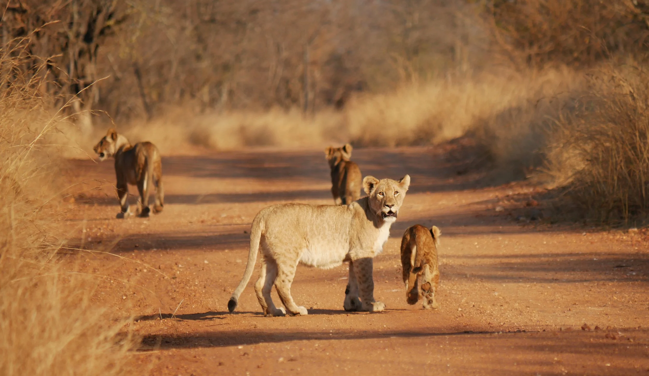 Lions walking on dirt path in savannah