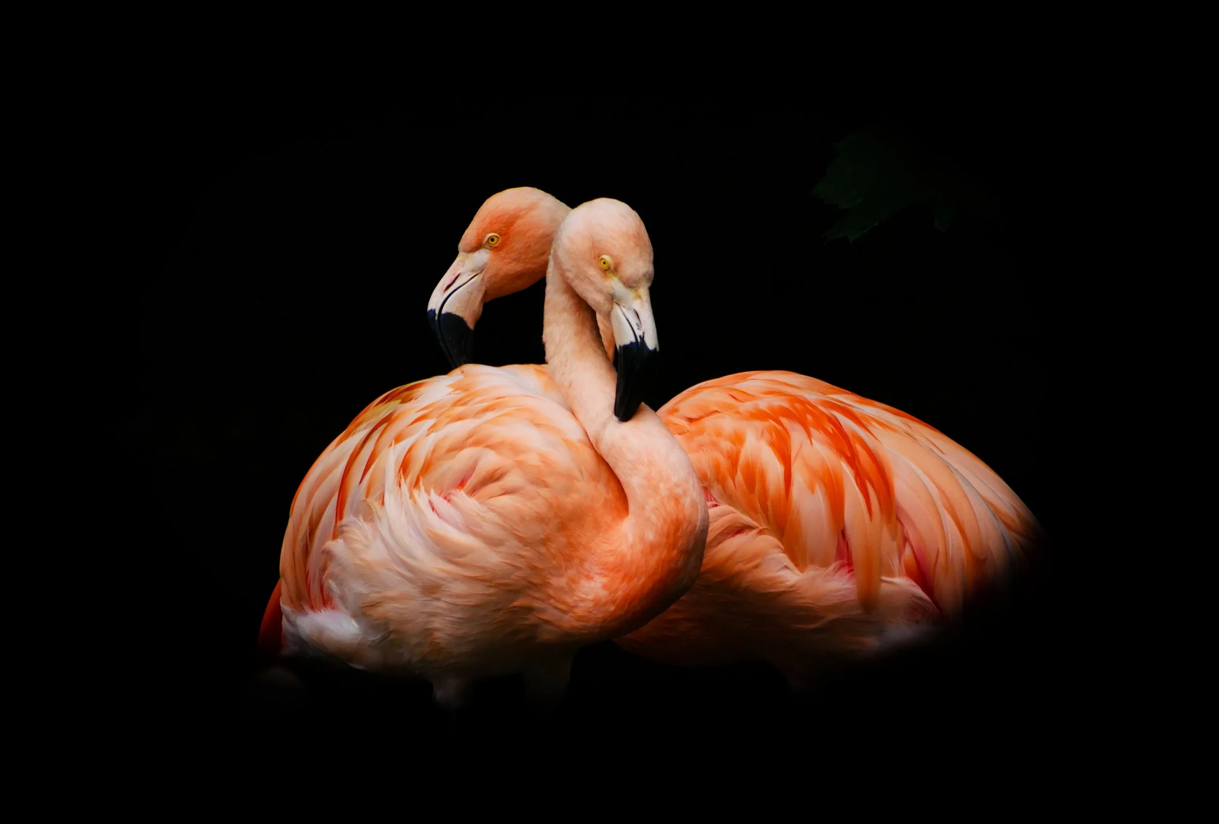 Flamingo Love.JPG