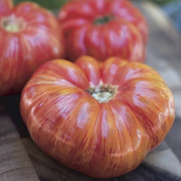 striped germantomato.jpg