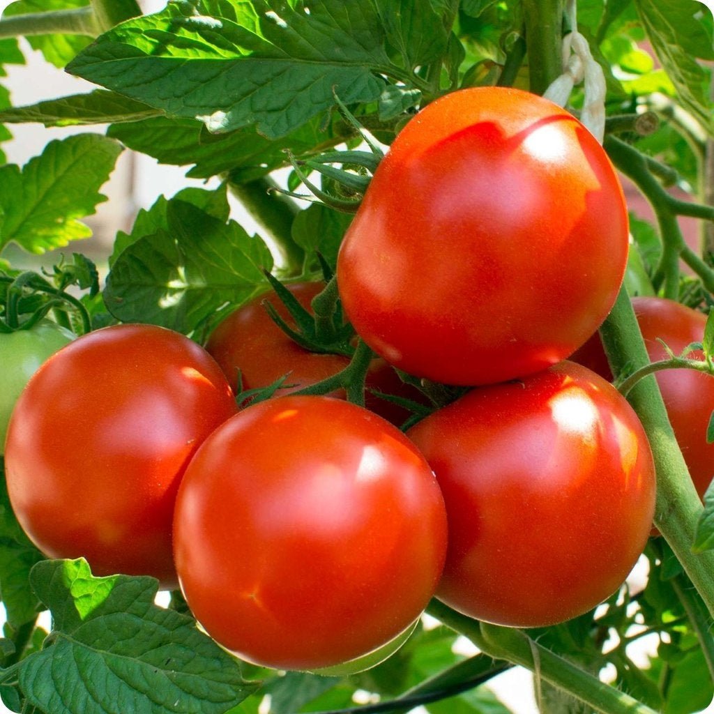 oregon spring tomato.jpg
