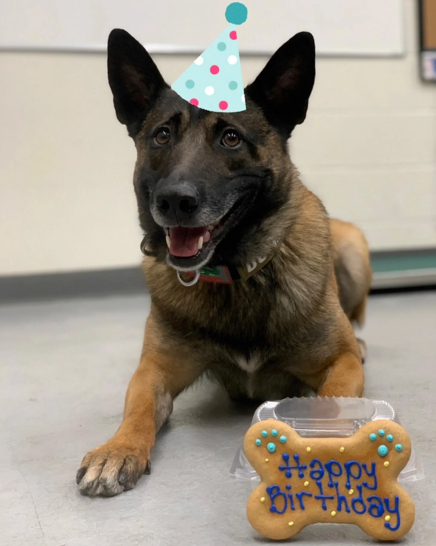 Happy ALMOST birthday Amadeus! 
Amadeus will be 6 on Friday! All he wants for his birthday is a donation to @vegascasinok9foundation so we can help his retired brothers and sisters get the care they deserve!

Can we raise $600 for Amadeus&rsquo; 6th 