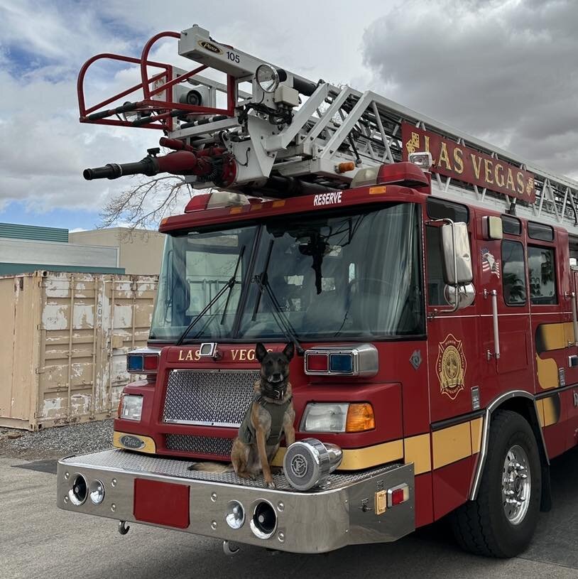 K9 Amadeus is putting in a transfer to the fire department. Something about more naps and cats in trees. Plus more scratchies time.