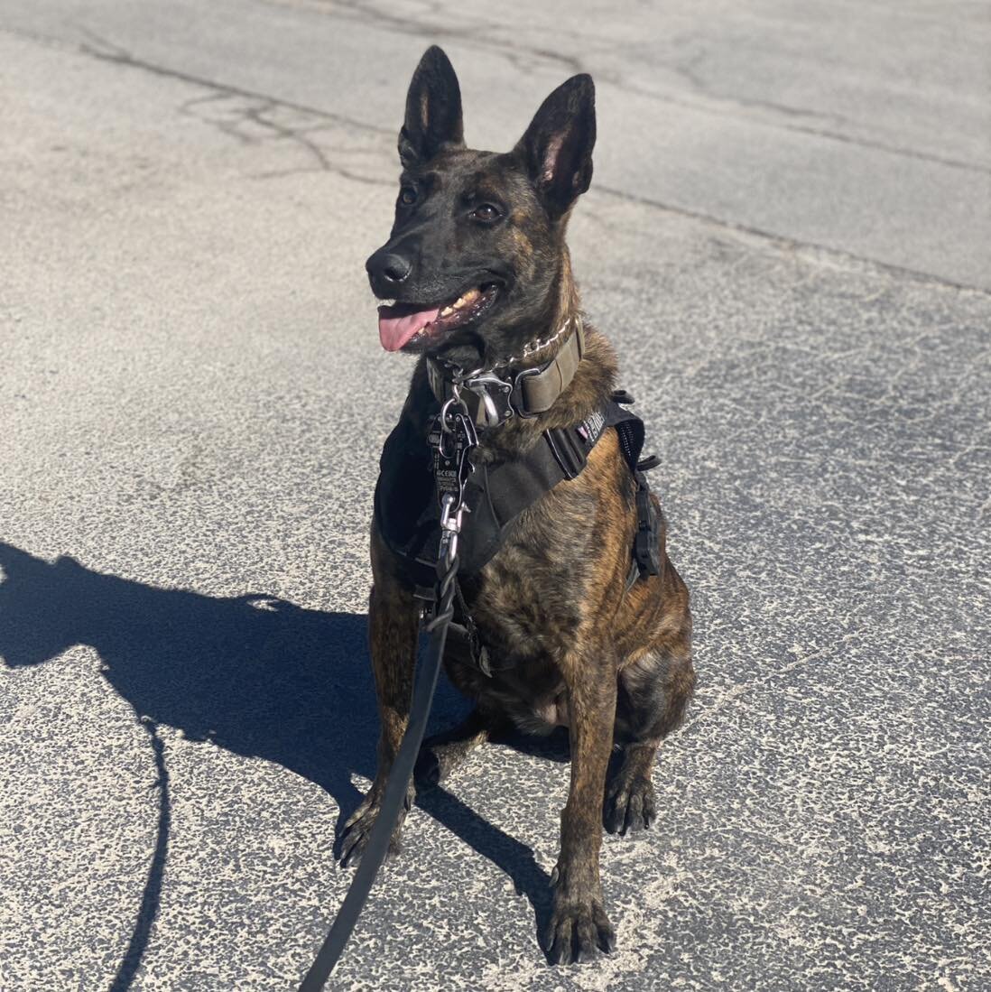 Happy Monday from K9 Tango!