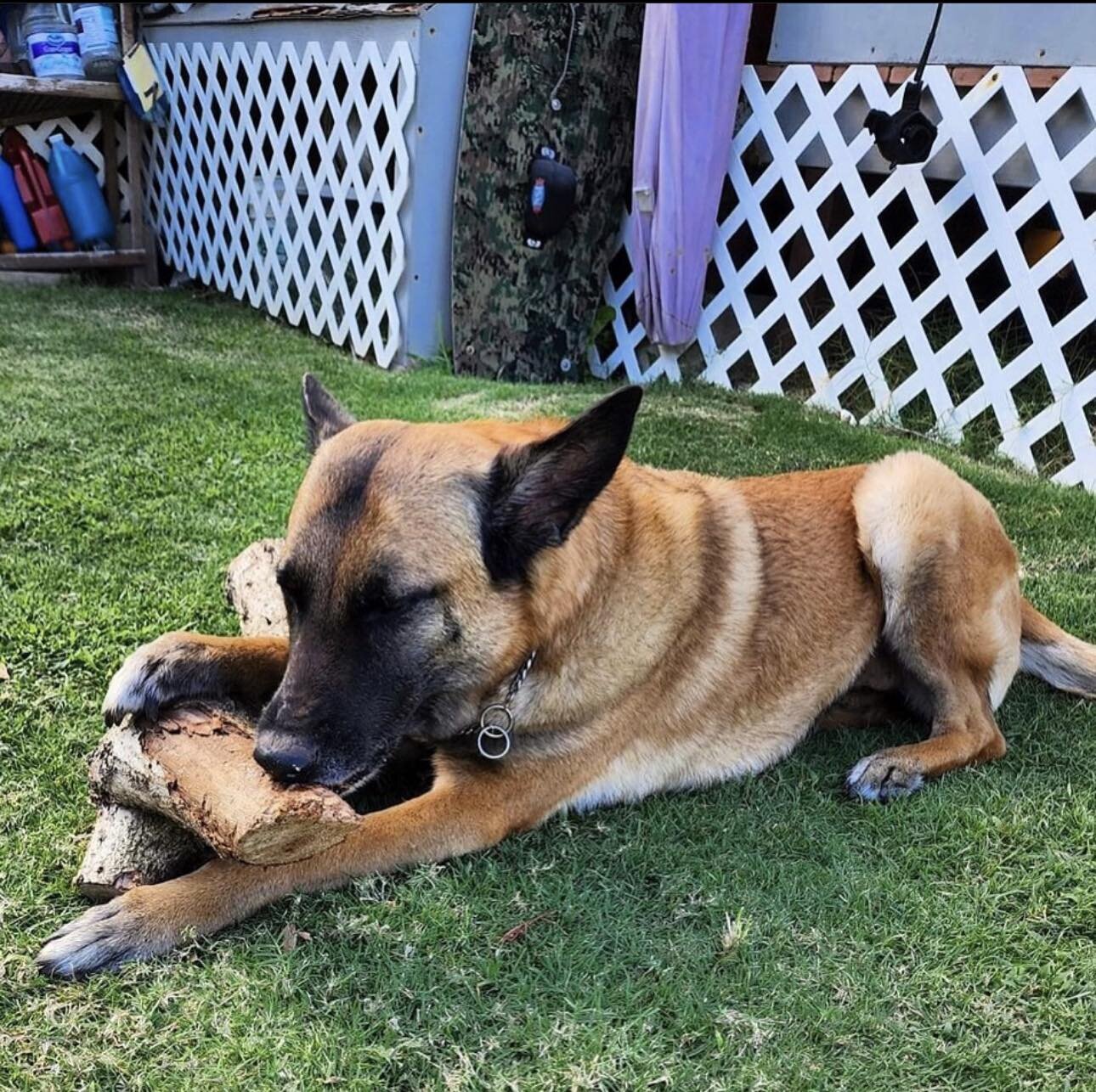 Happy Friday from Retired K9 Ferrah!