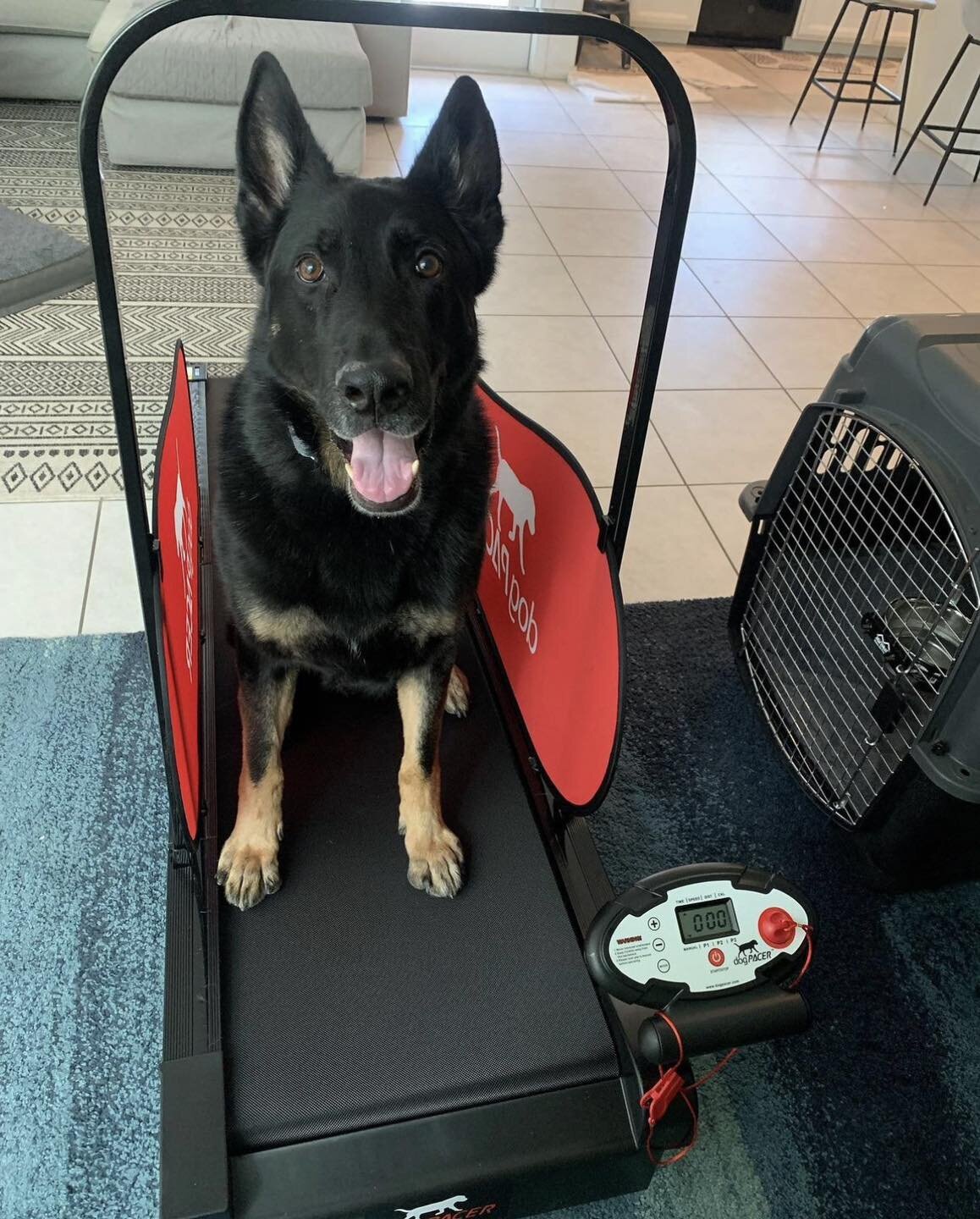 Recently we were able to provide Retired K9 Titan with a dog treadmill from @dogpacer_treadmill. This will help ensure Titan stays healthy and active to enjoy the long retirement he deserves!