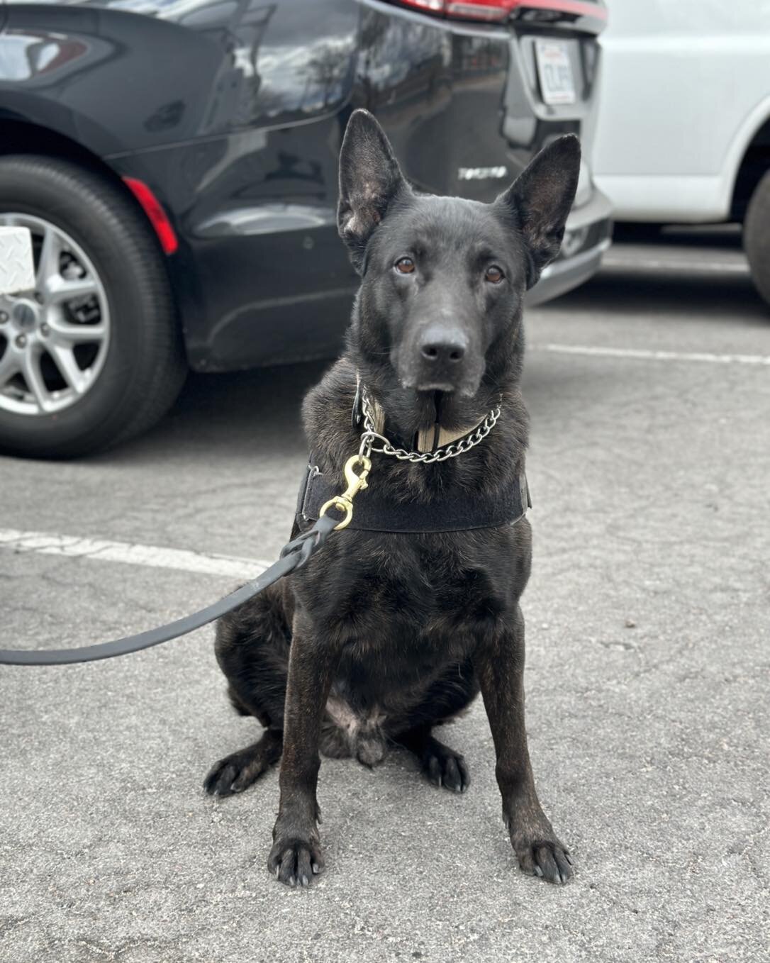 Please join us in wishing K9 Leo a very happy retirement! Leo is an explosive detection K9 that served on the Las Vegas Strip for 5 and a half years prior to his retirement yesterday. We look forward to assisting Leo with any needs during his retirem